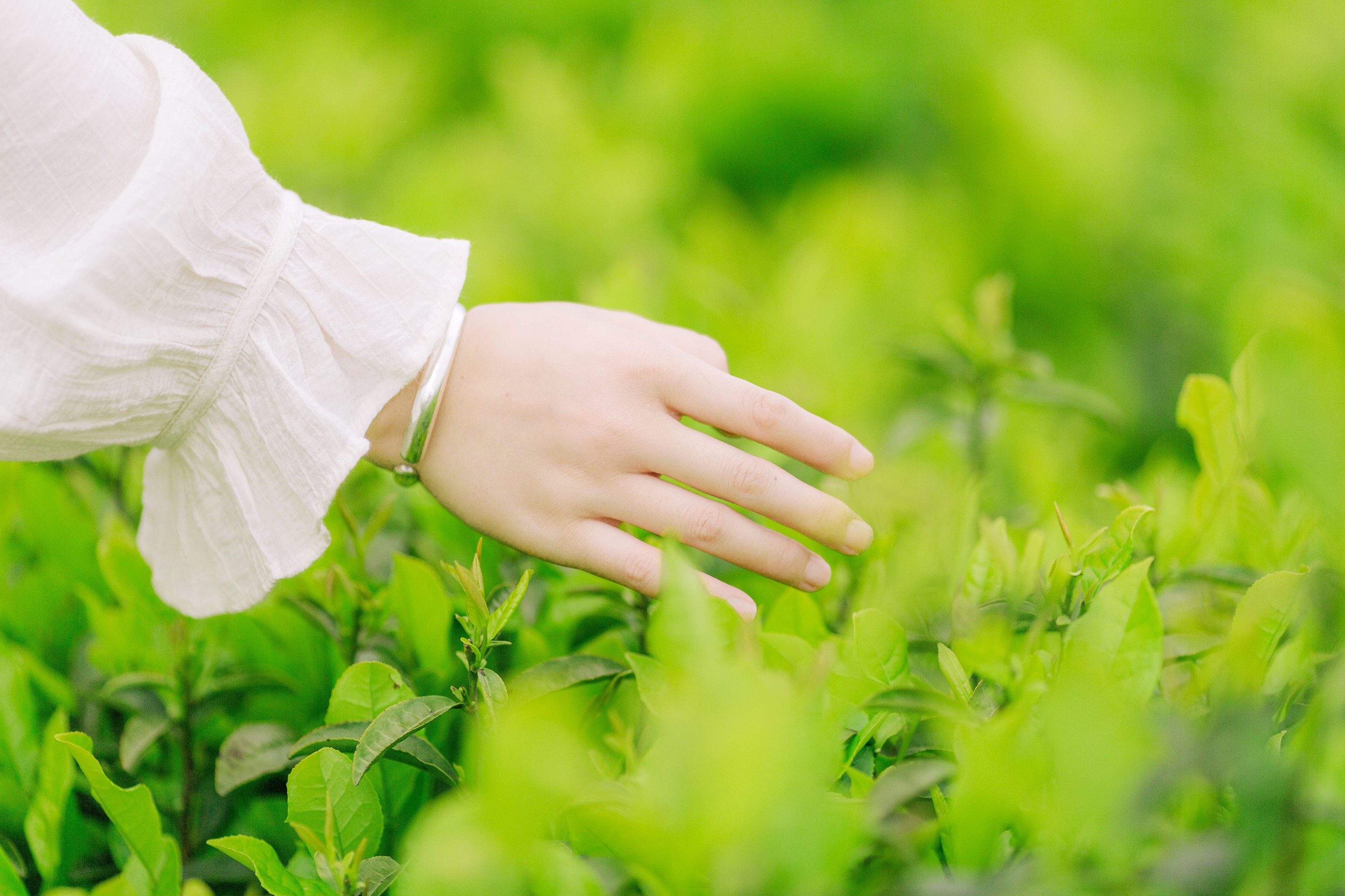 般若 – 《茶山行》[17P]