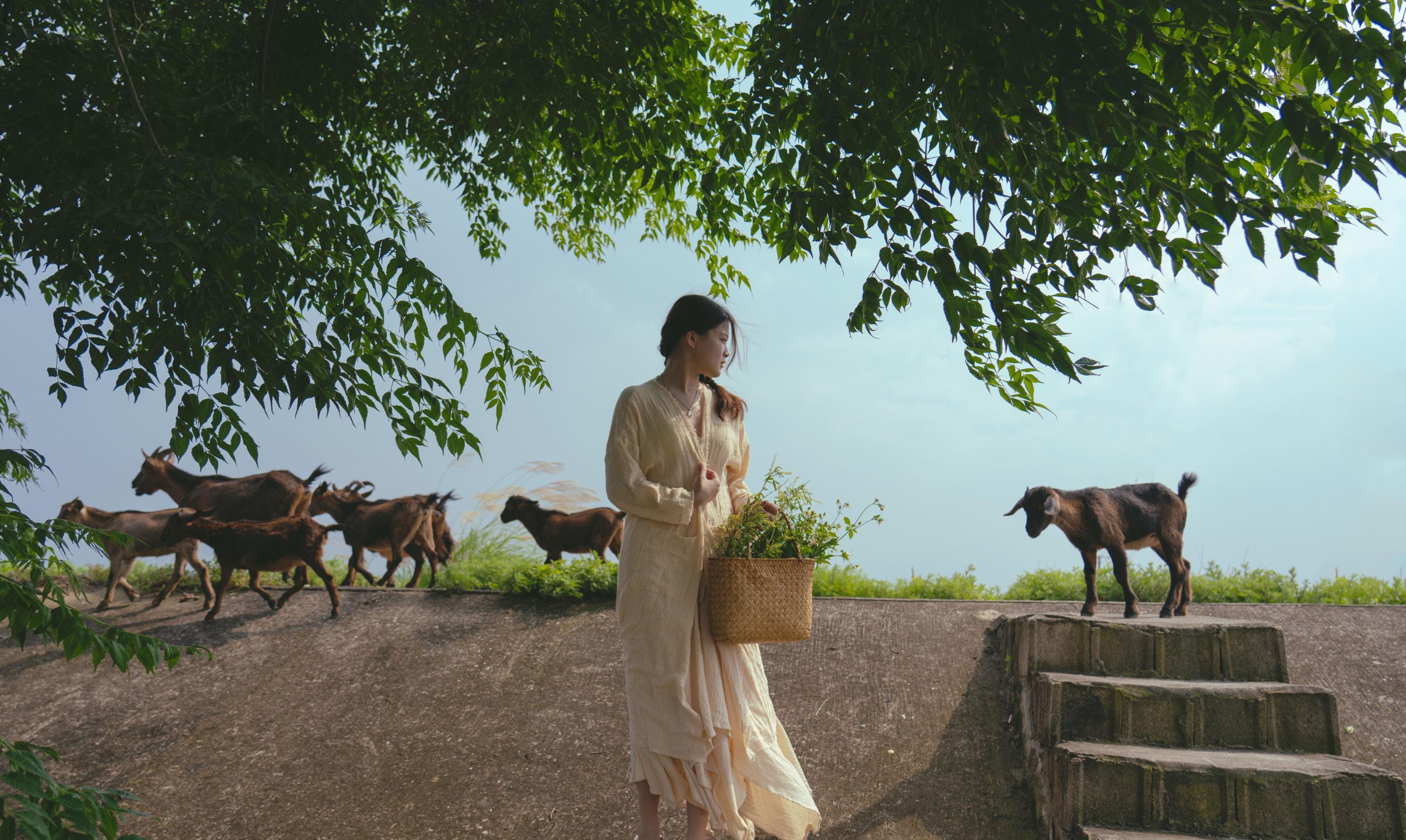 今晶 – 《凤与草的絮语》[16P]