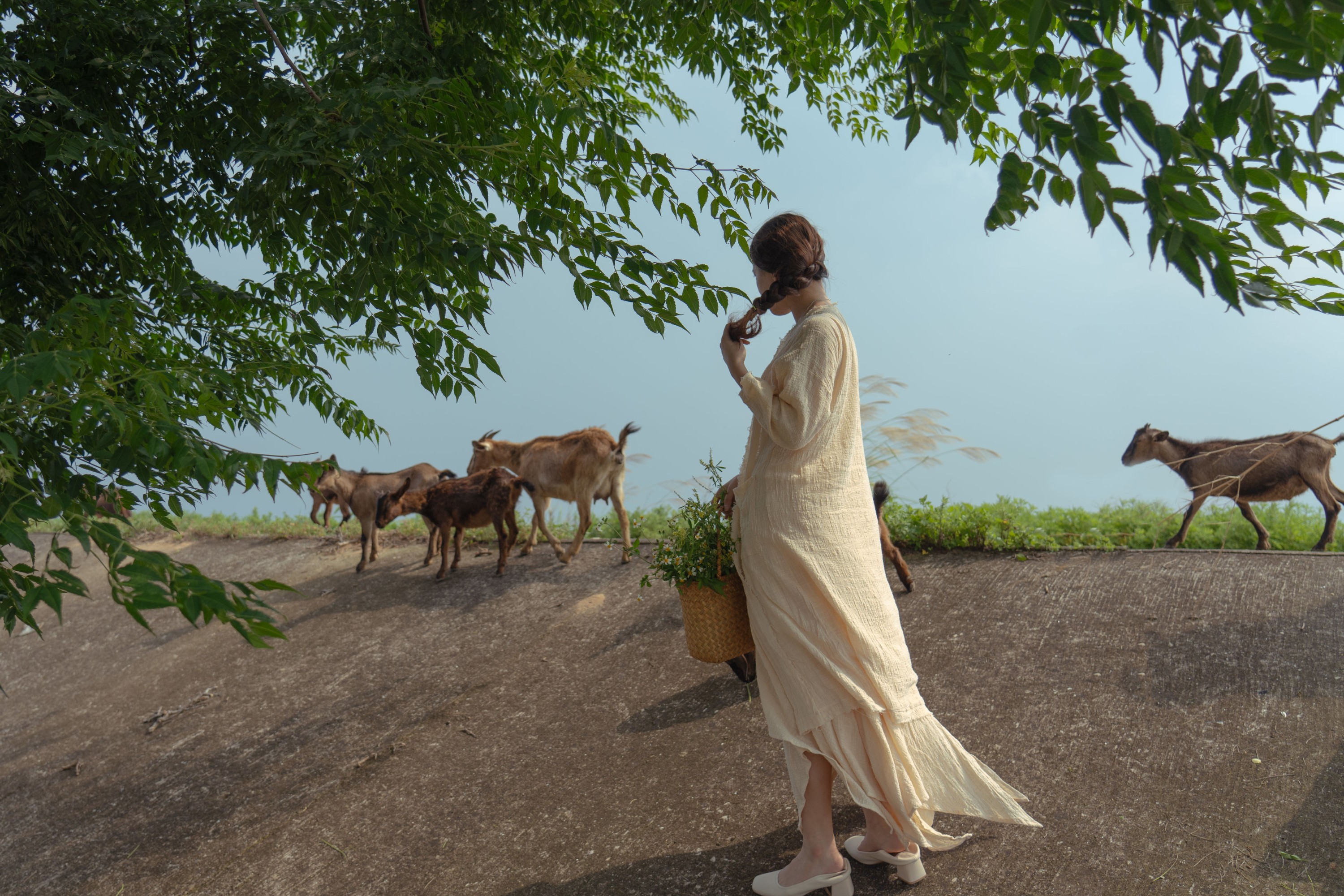 今晶 – 《凤与草的絮语》[16P]