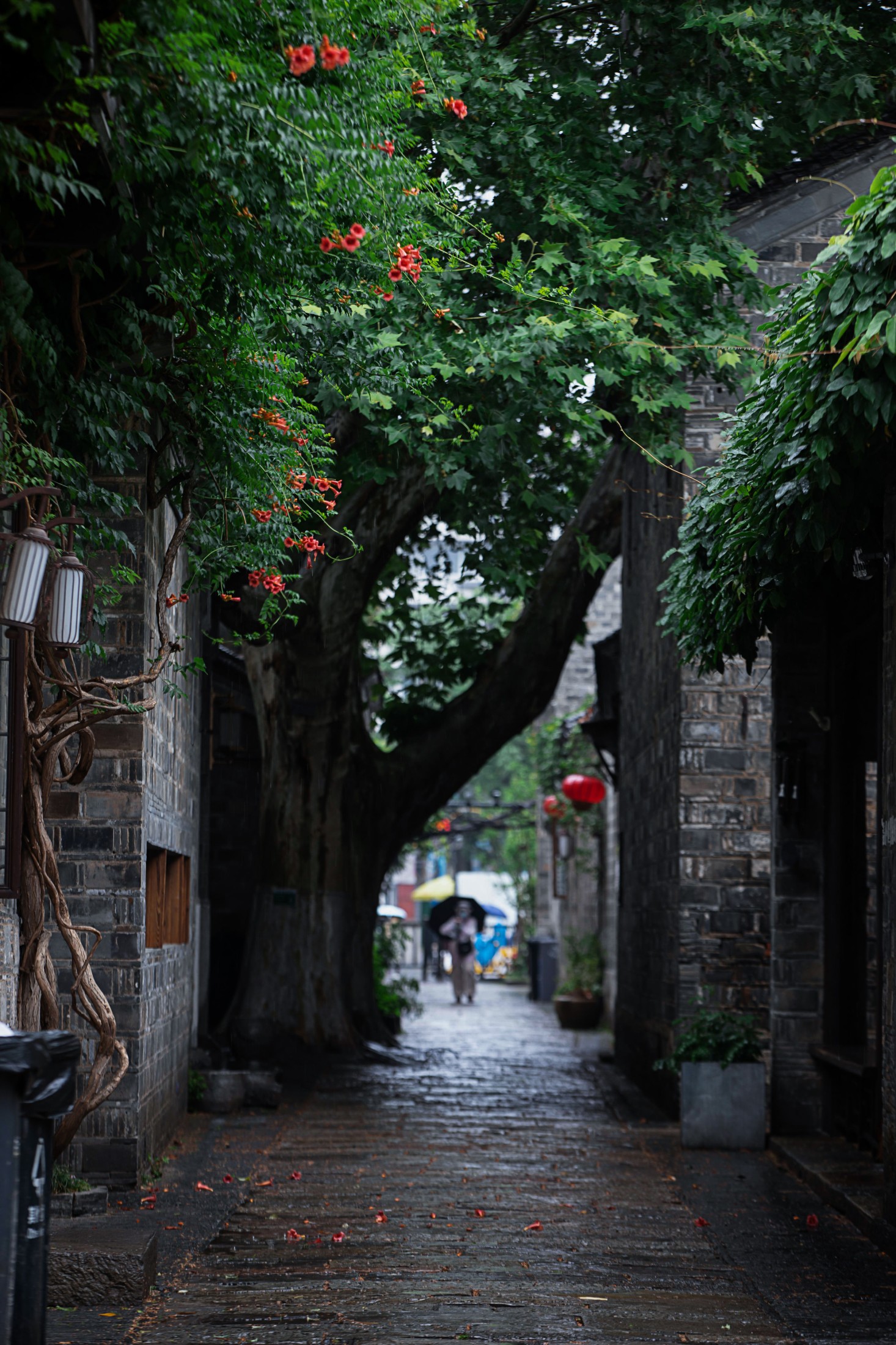  – 《老门东雨中的凌霄花》[19P] 插图4