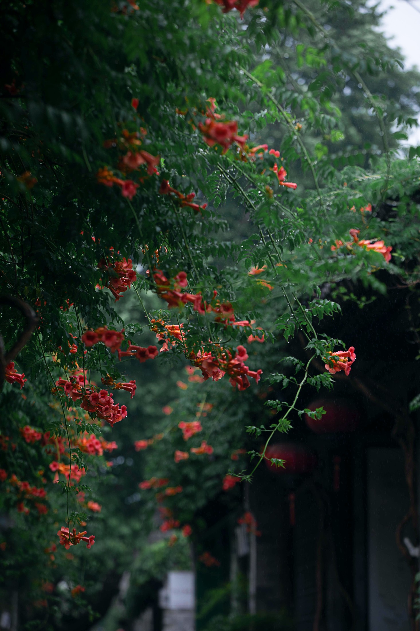 – 《老门东雨中的凌霄花》[19P]