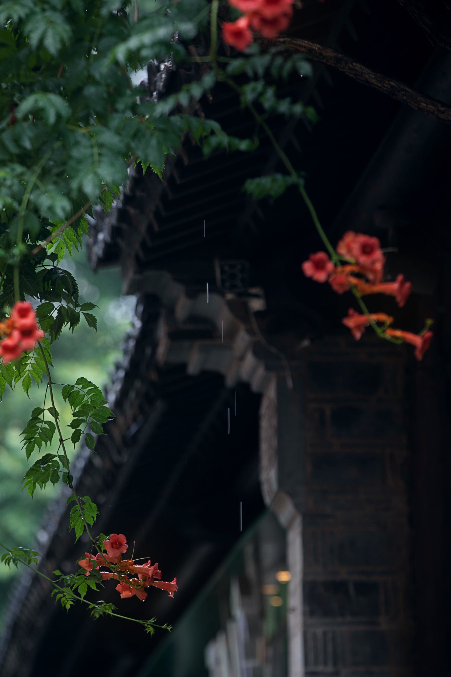  – 《老门东雨中的凌霄花》[19P] 插图3