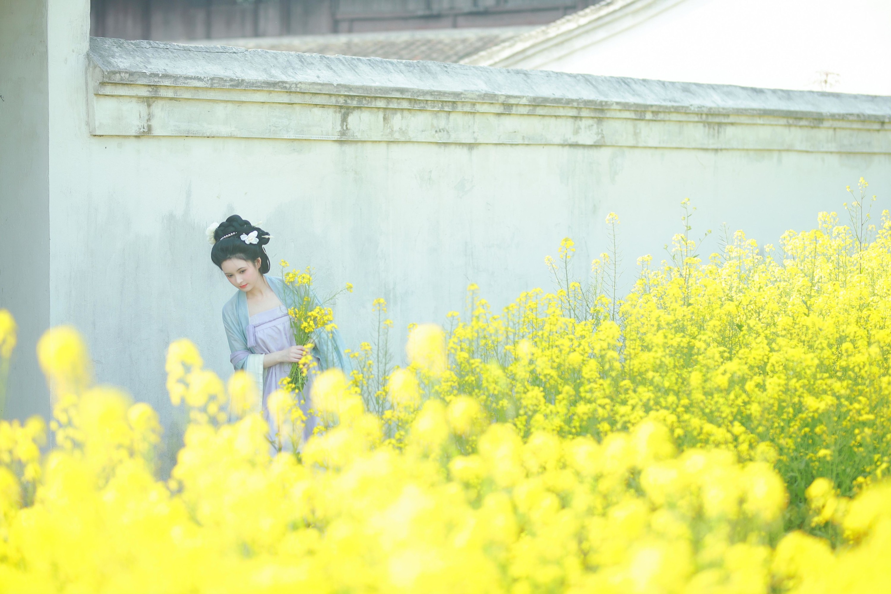 6161 – 《唐风写真油菜花》[24P]