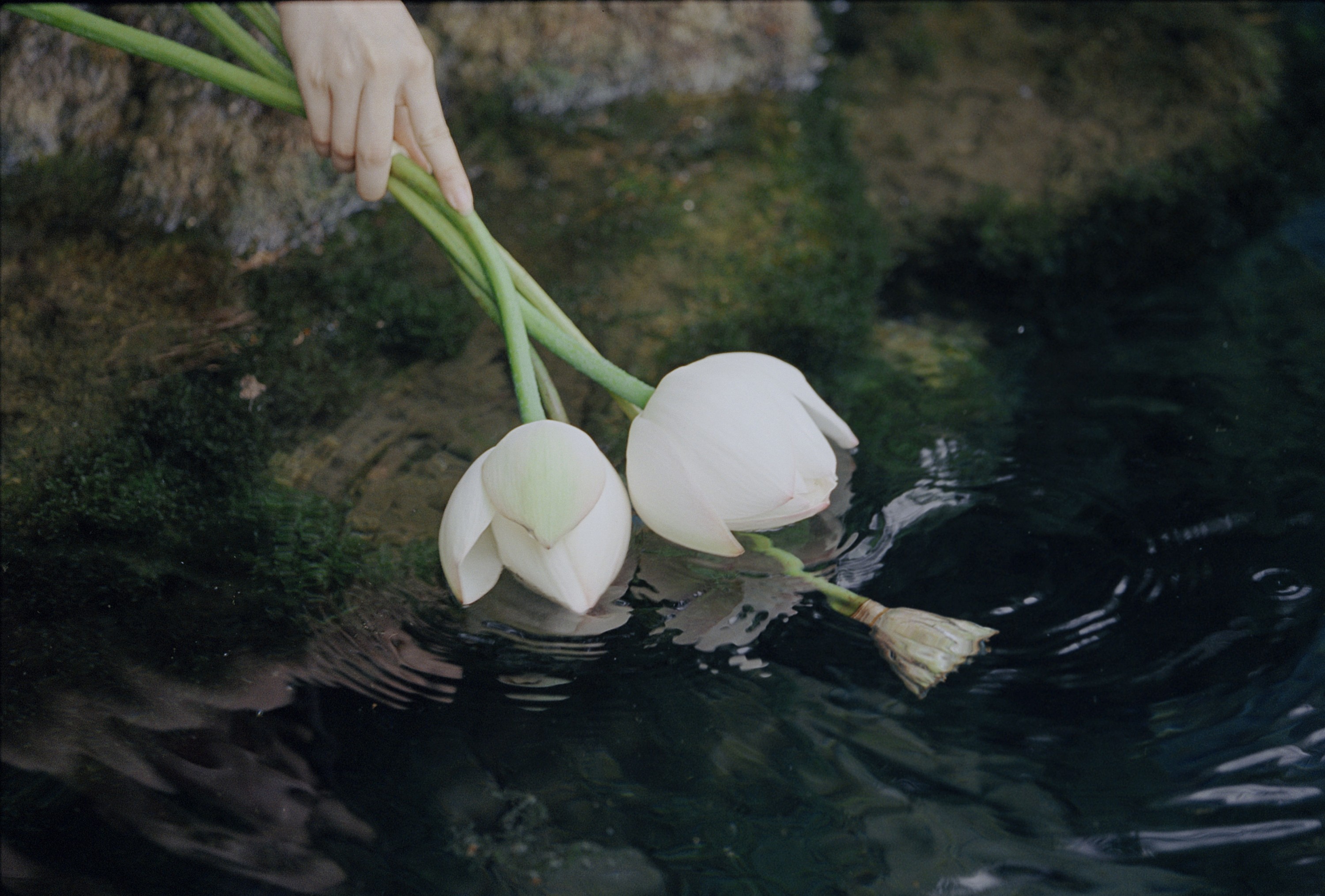 Mortal – 《泉生》[18P]