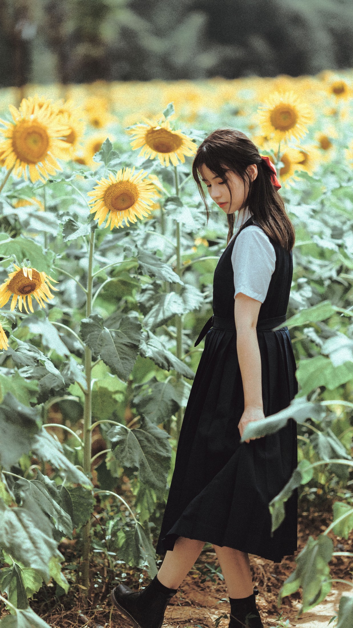 薇薇 – 《夏天的太阳花》[17P] 插图5