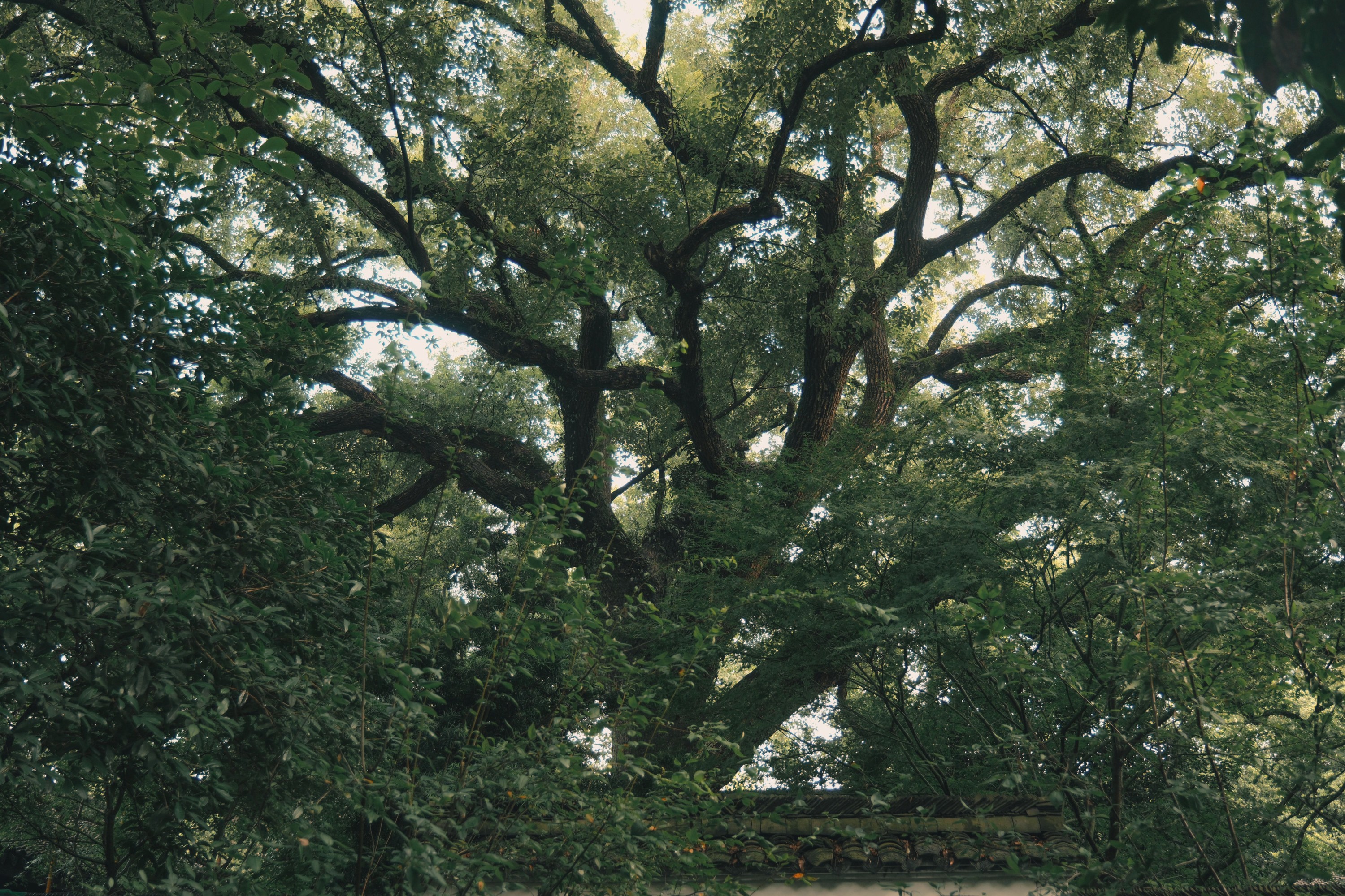 勾陈一二三立定 – 《寺中小记》[21P]