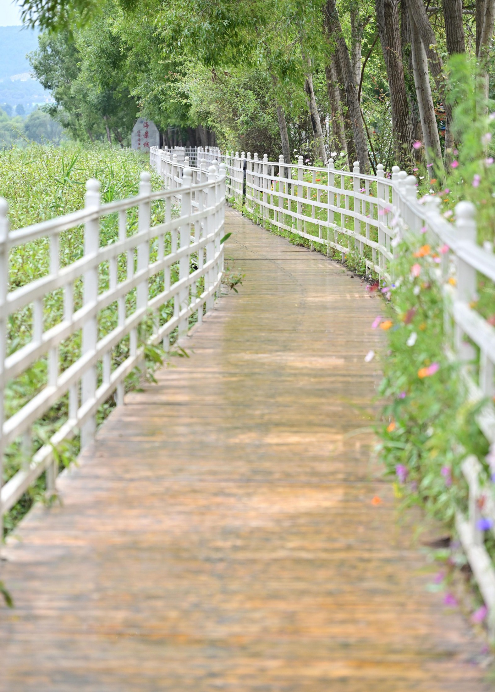 – 《拉市海湿地公园》[13P]