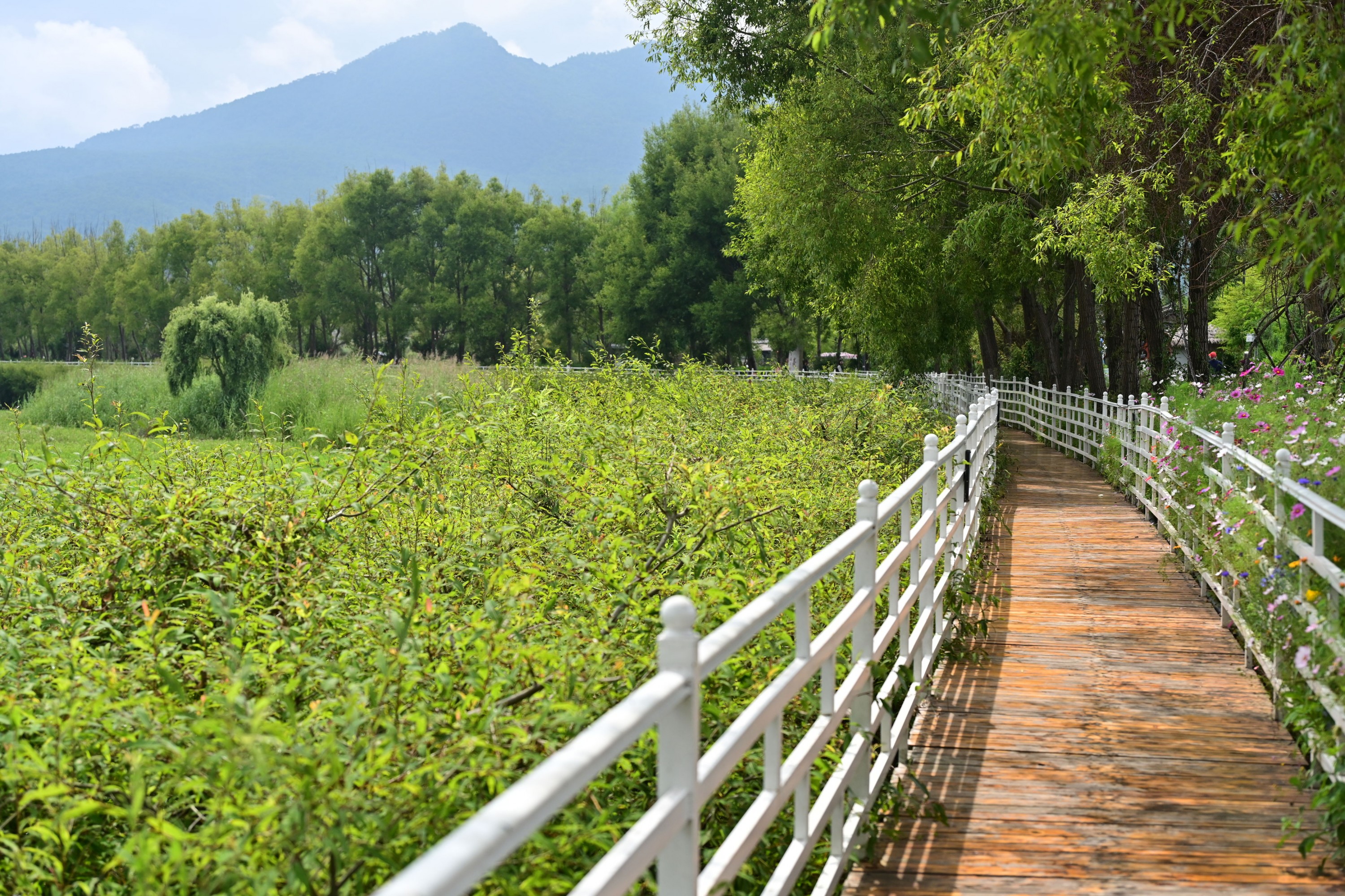 – 《拉市海湿地公园》[13P]