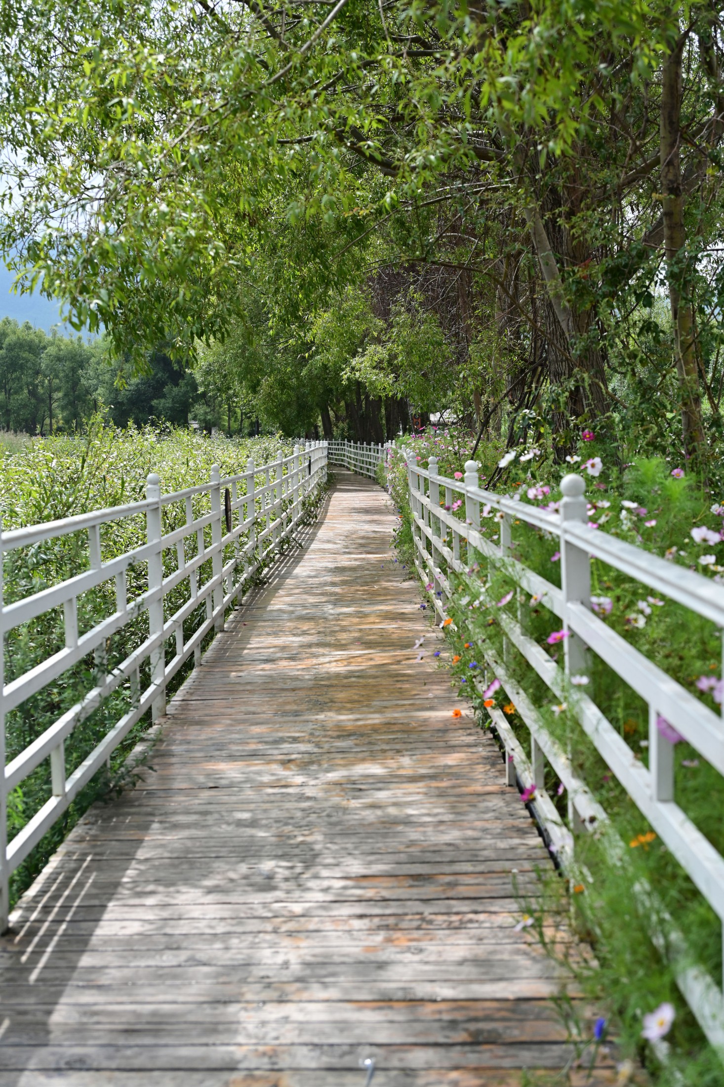 – 《拉市海湿地公园》[13P]