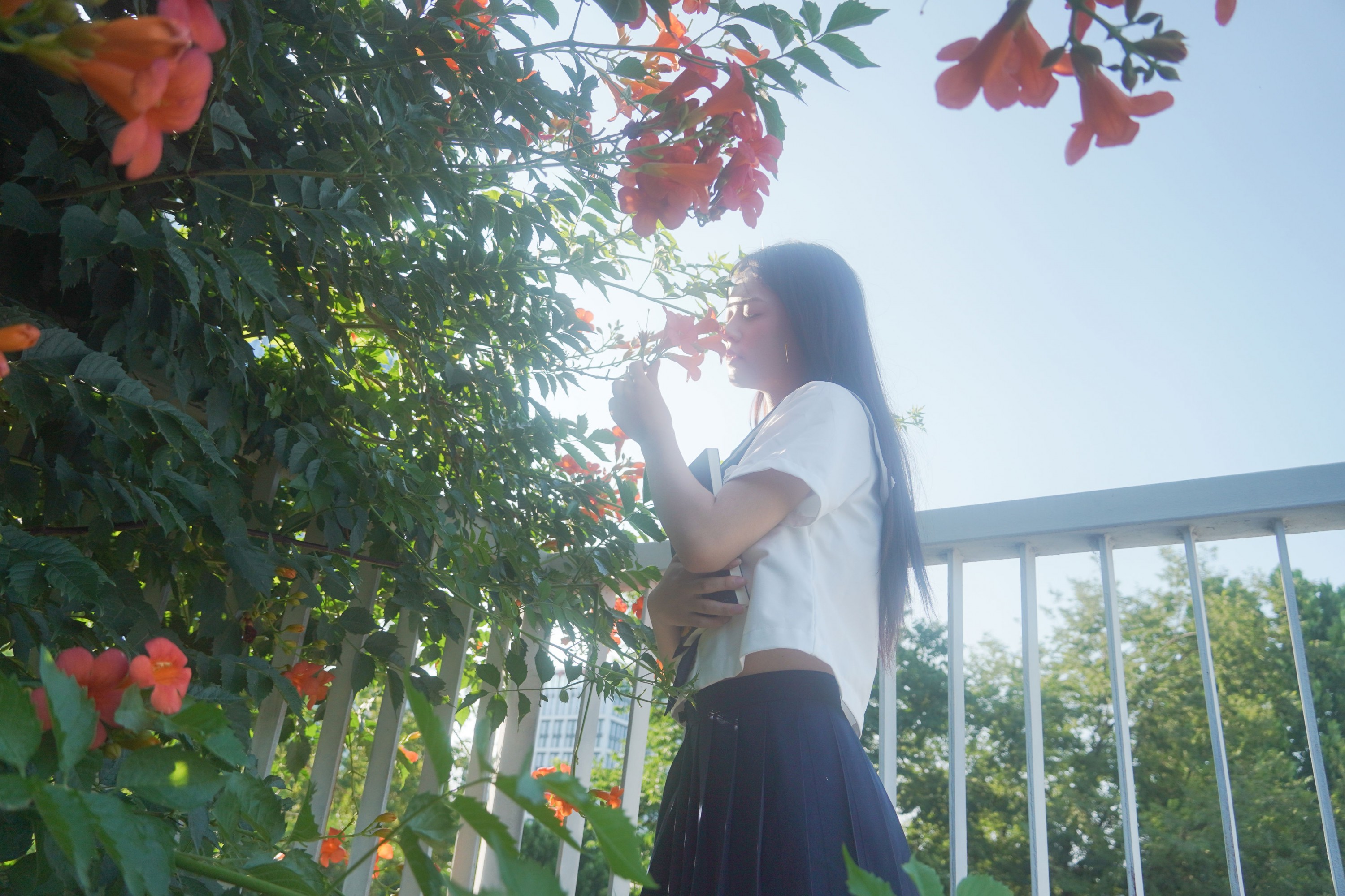 – 《凌霄花开》[12P]