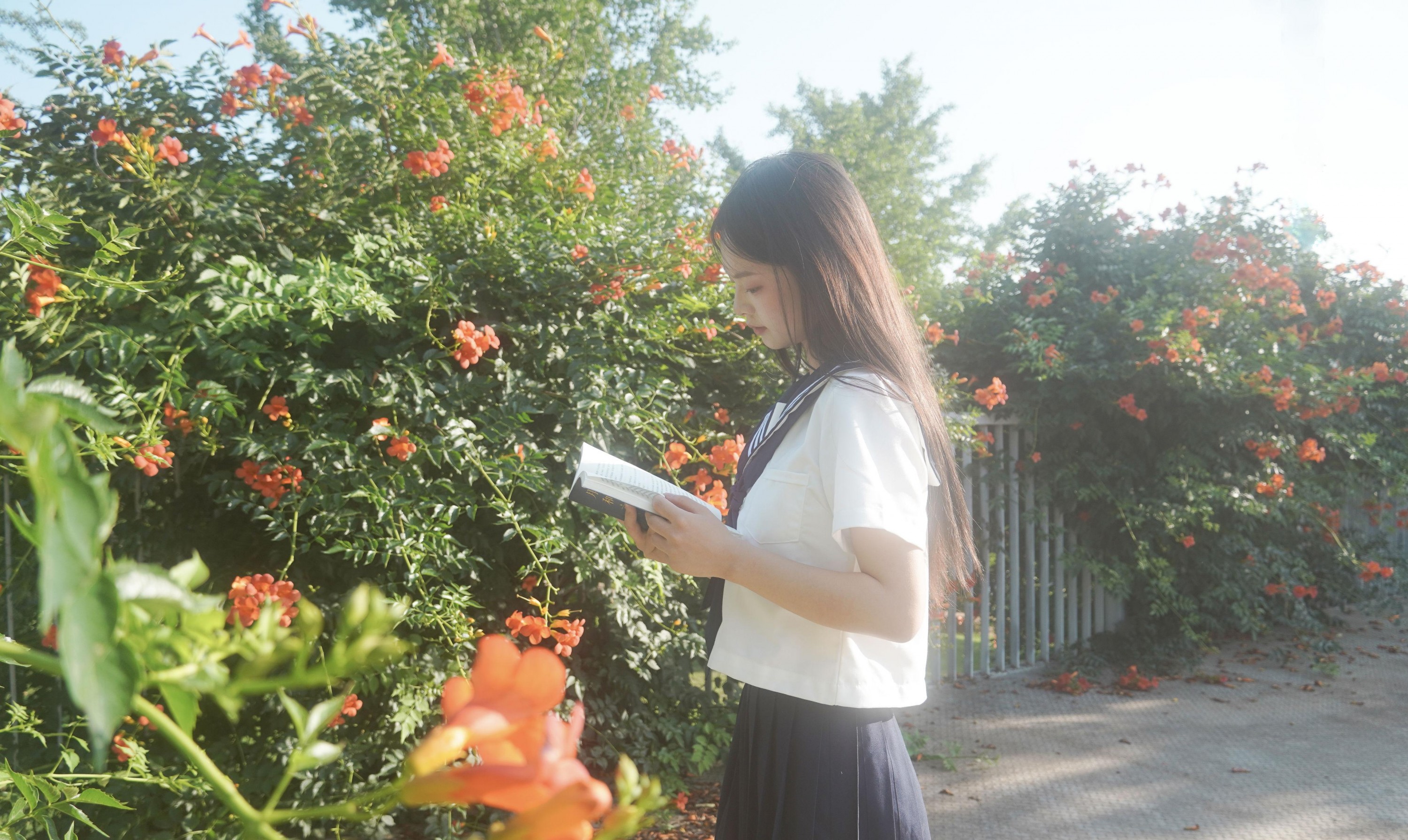 – 《凌霄花开》[12P]