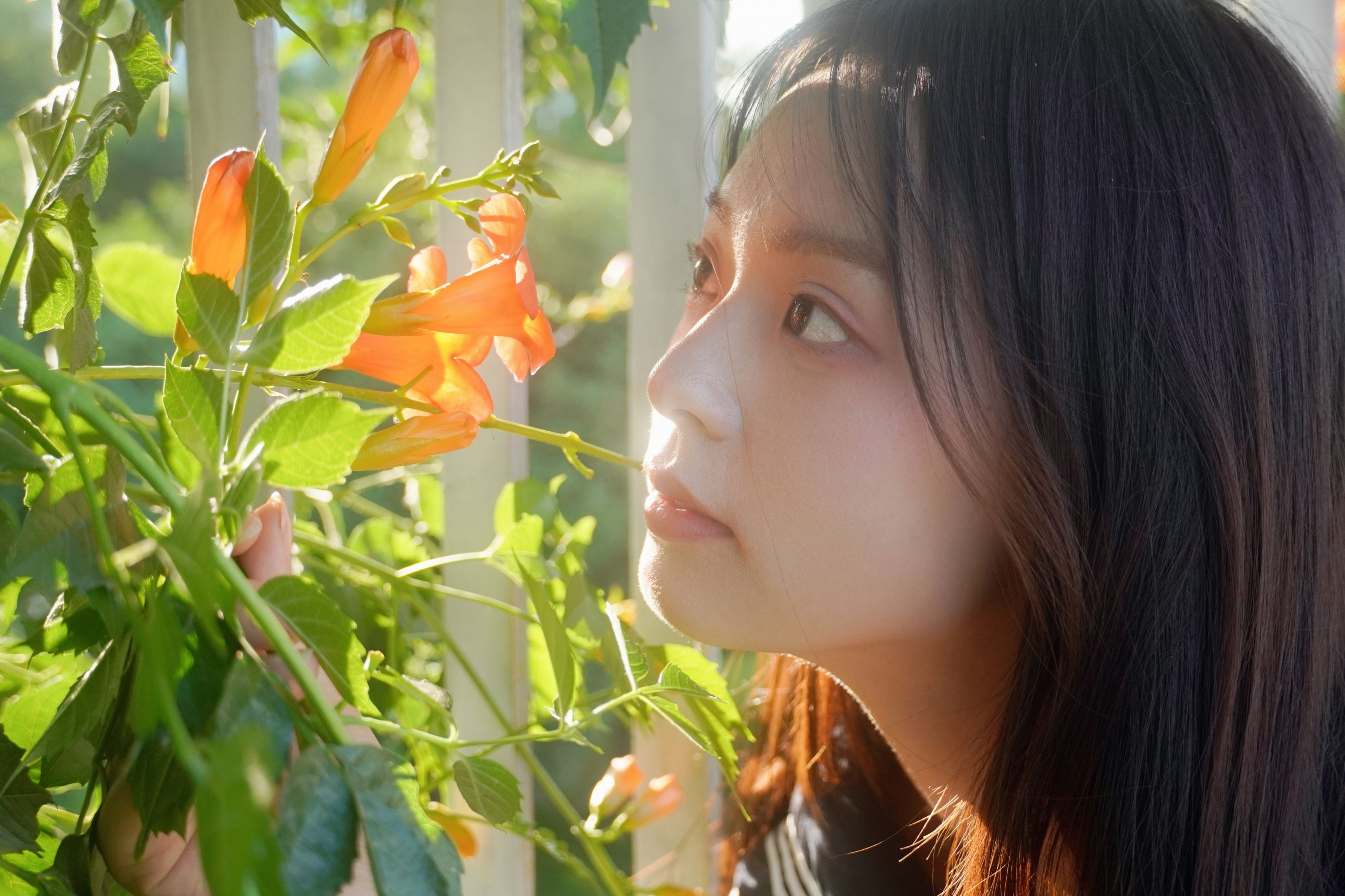 – 《凌霄花开》[12P]