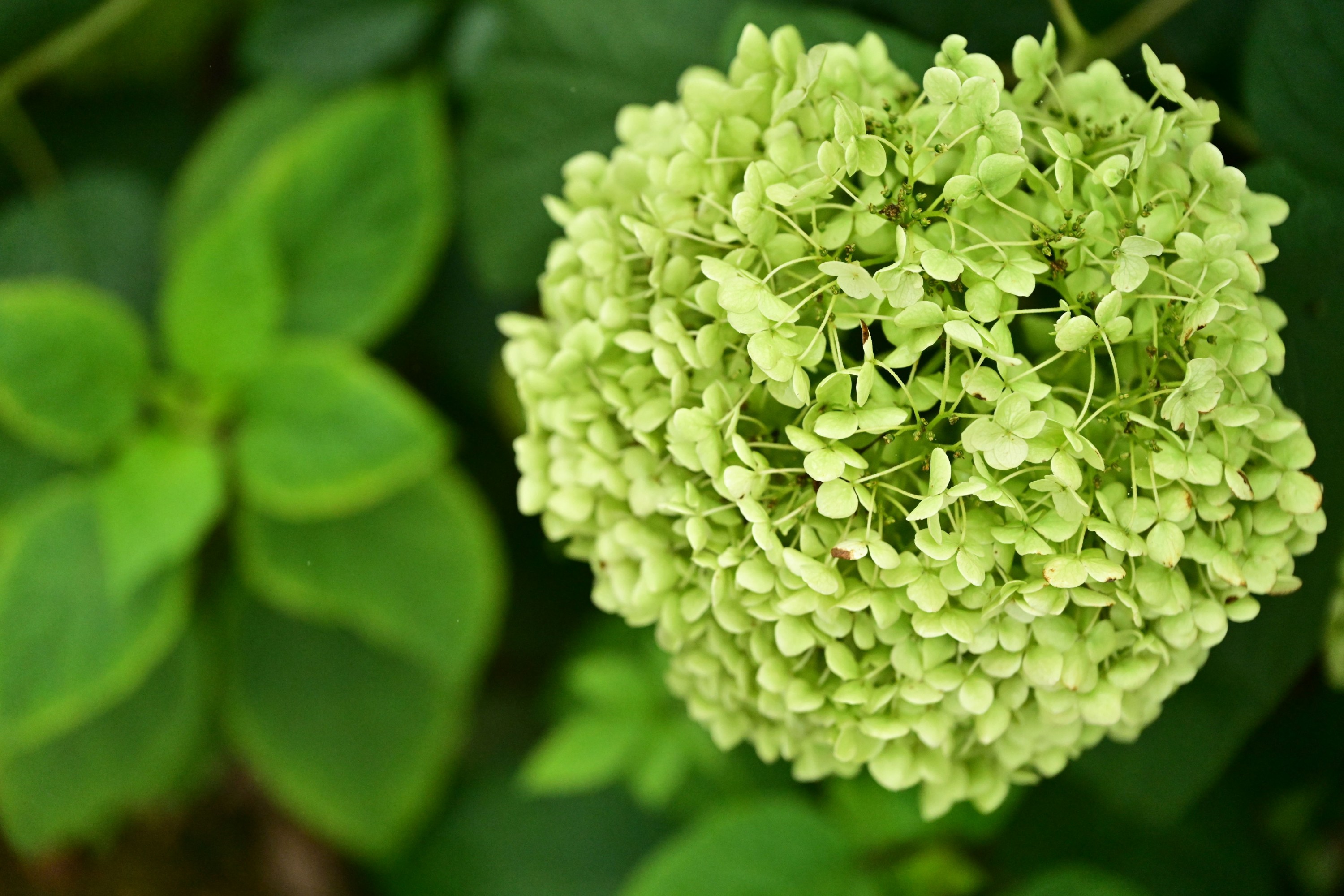 – 《云岭天香的鲜花》[9P]