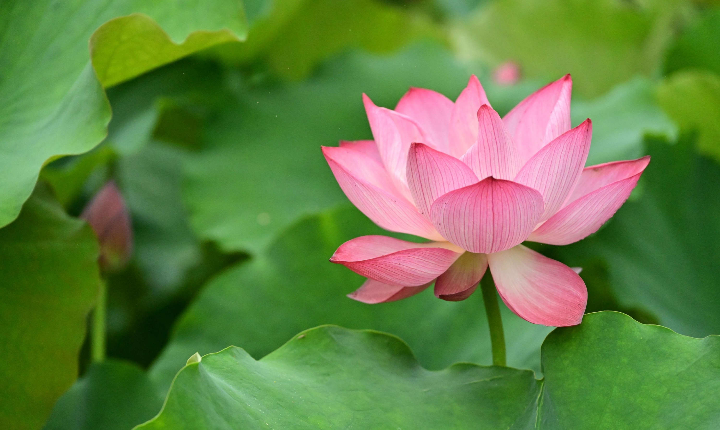 – 《云岭天香的鲜花》[9P]