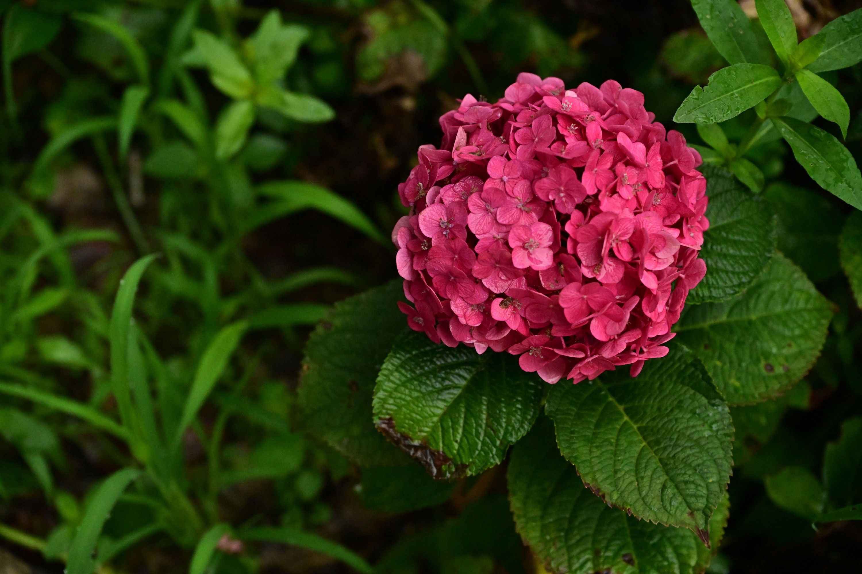 – 《云岭天香的鲜花》[9P]