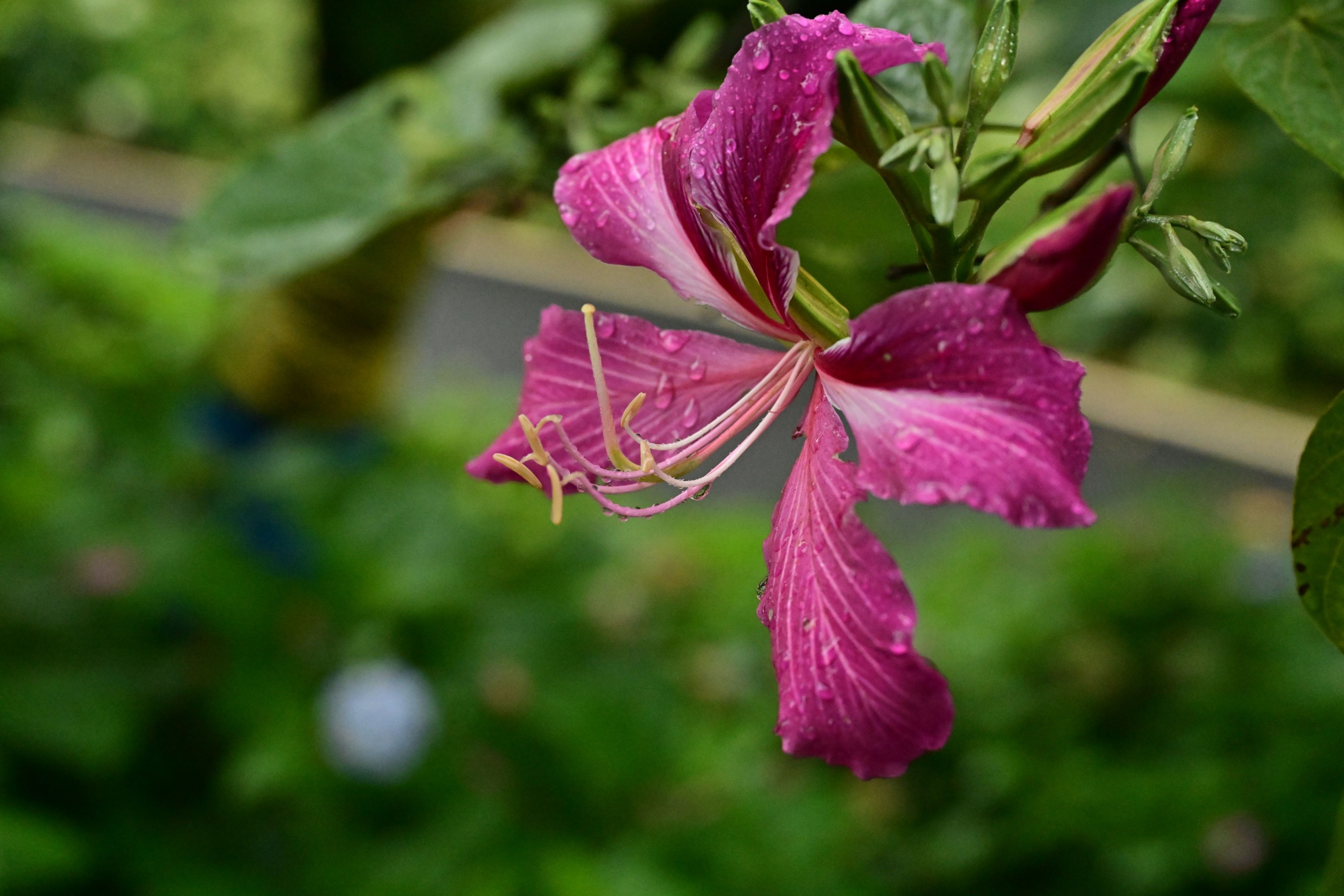 – 《云岭天香的鲜花》[9P]