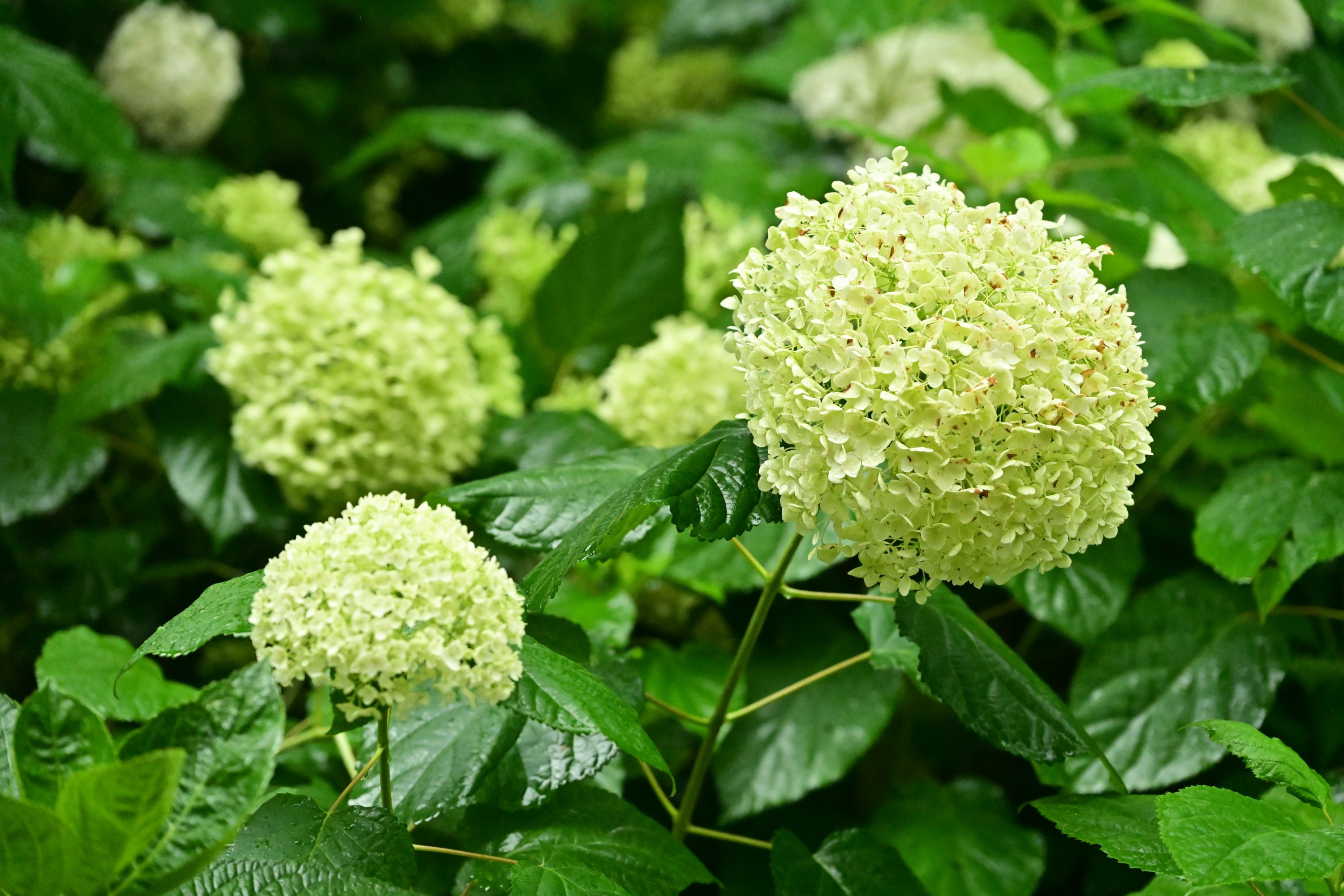 – 《云岭天香的鲜花》[9P]