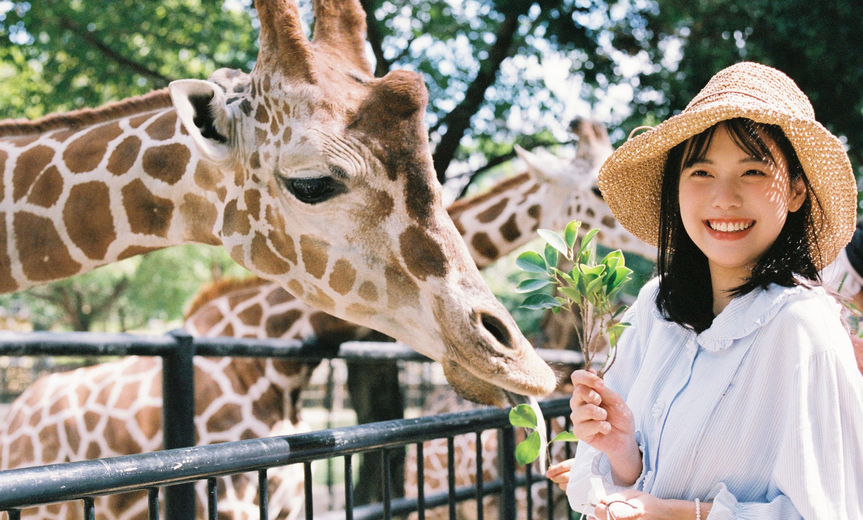 脆脆鲨甜掉牙- – 《动物园游记》[10P]