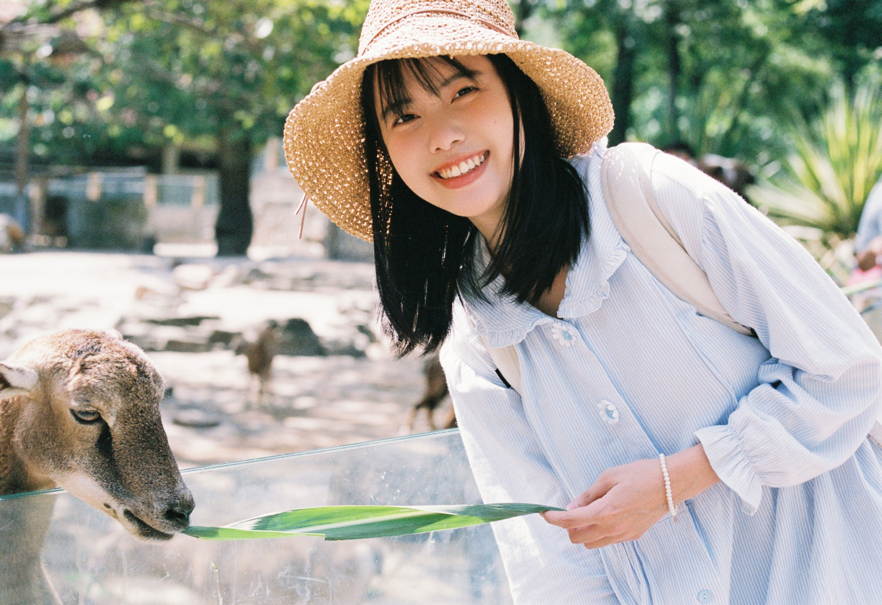 脆脆鲨甜掉牙- – 《动物园游记》[10P]