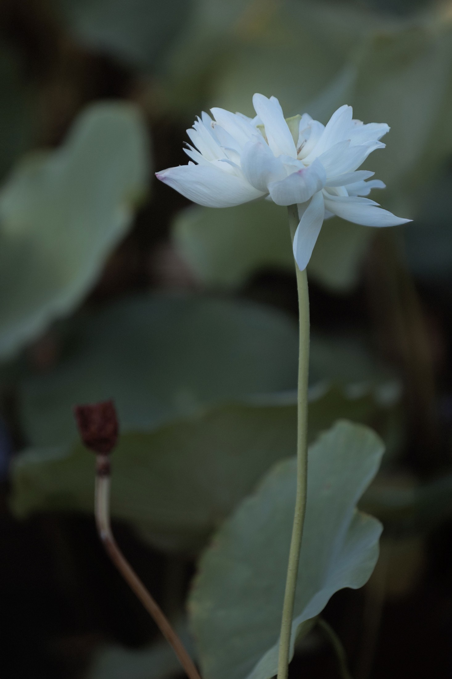 – 《荷韵》[12P]