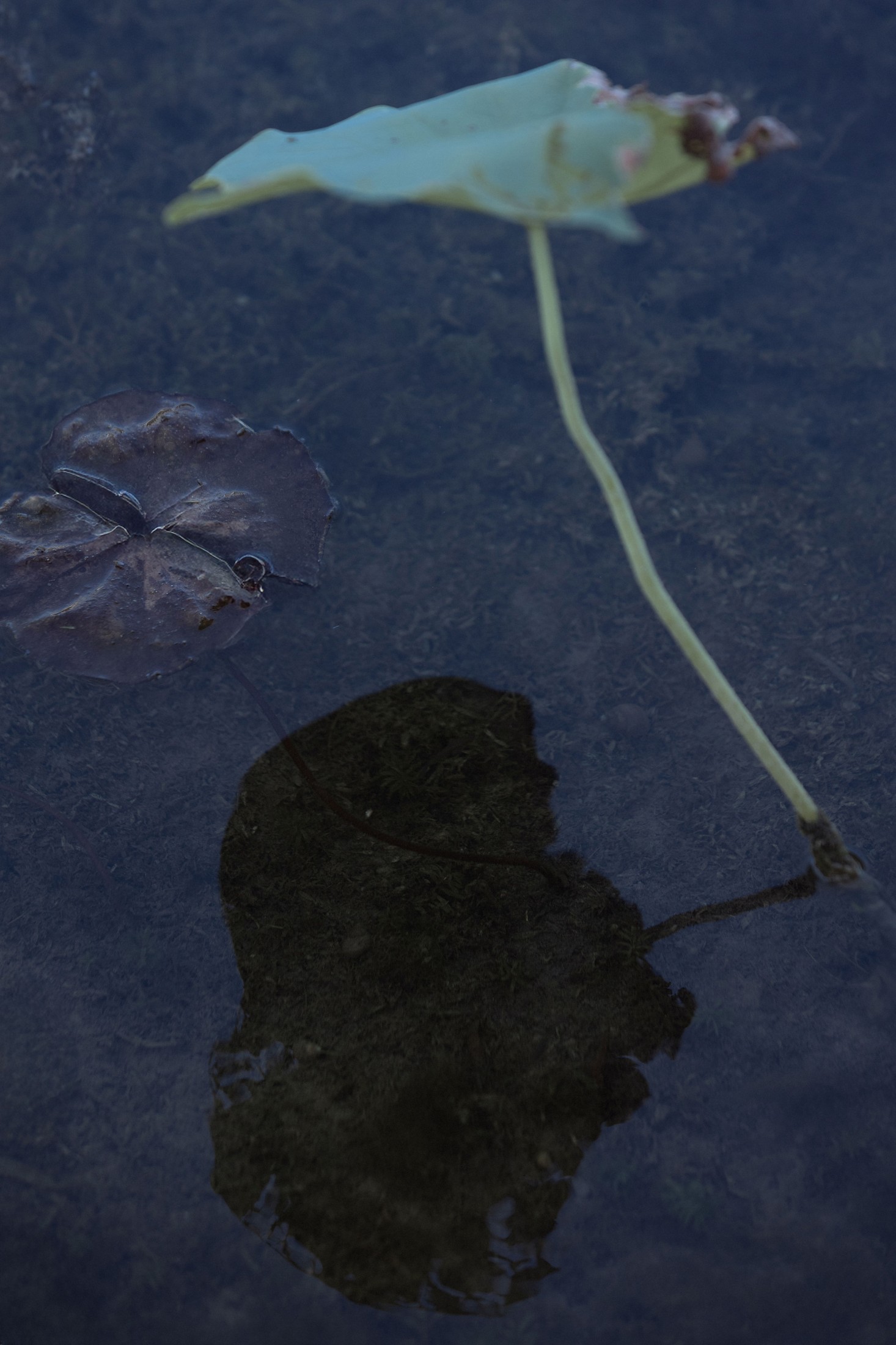  – 《荷韵》[12P] 插图5