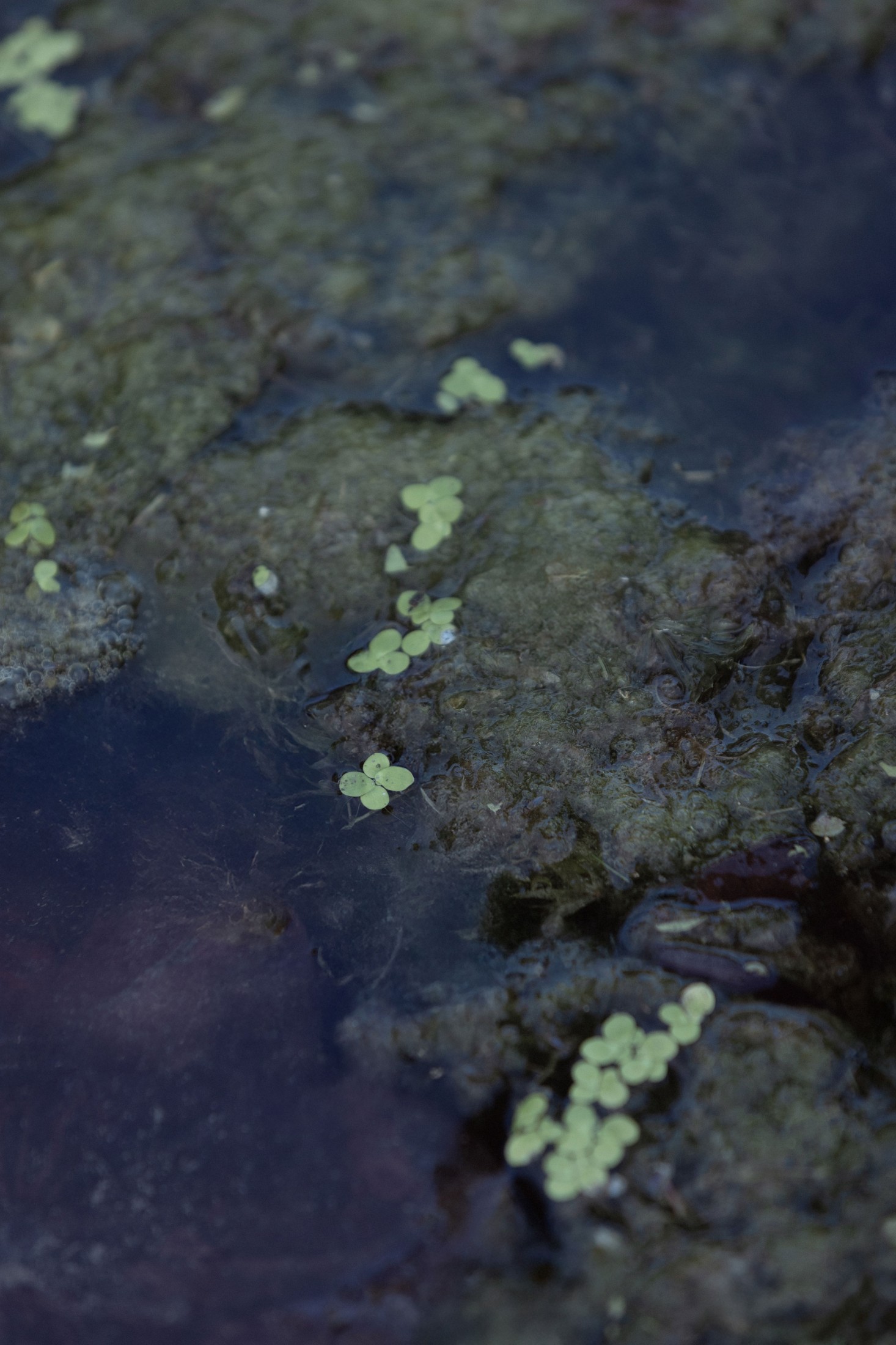  – 《荷韵》[12P] 插图4