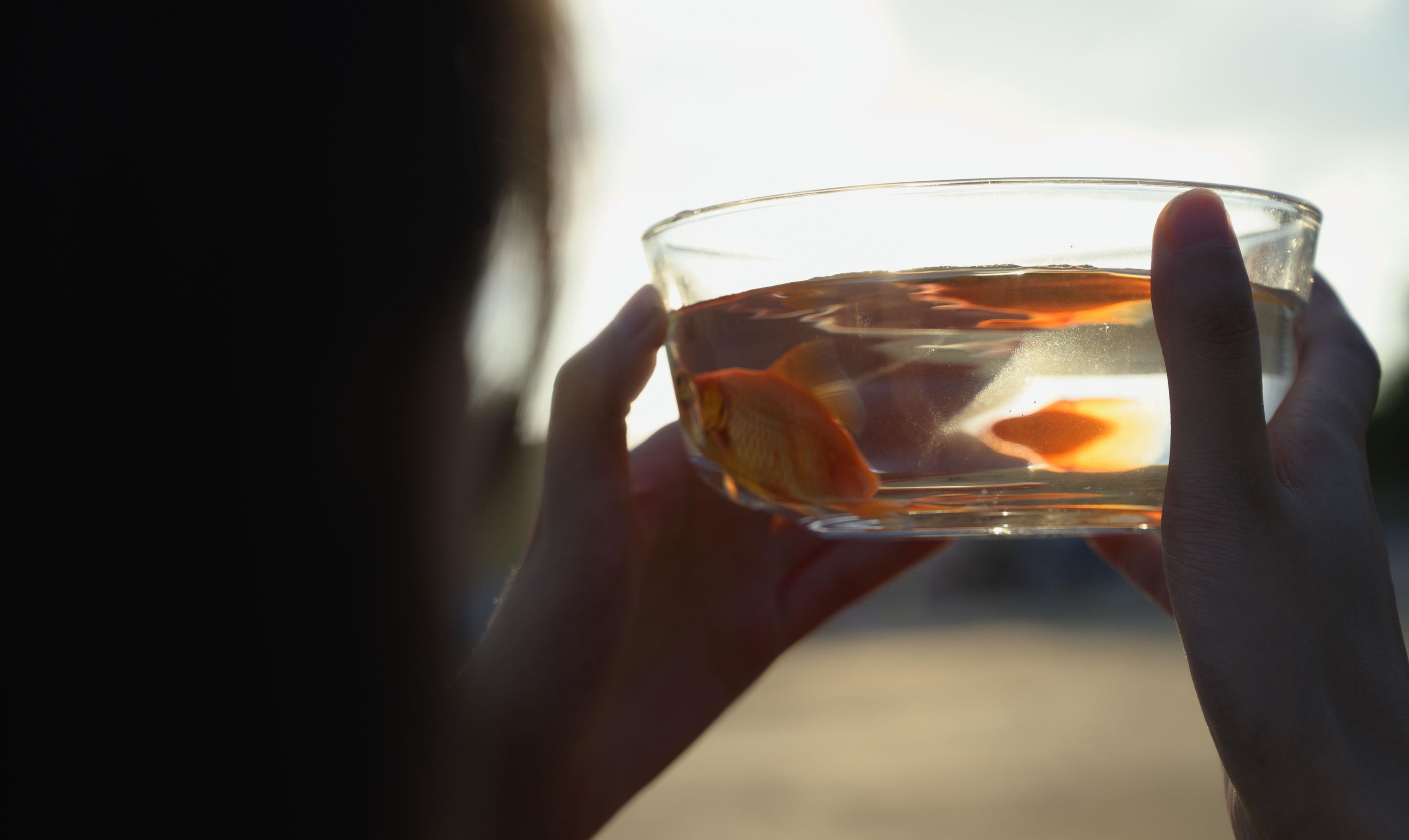 – 《海与鱼》[22P]