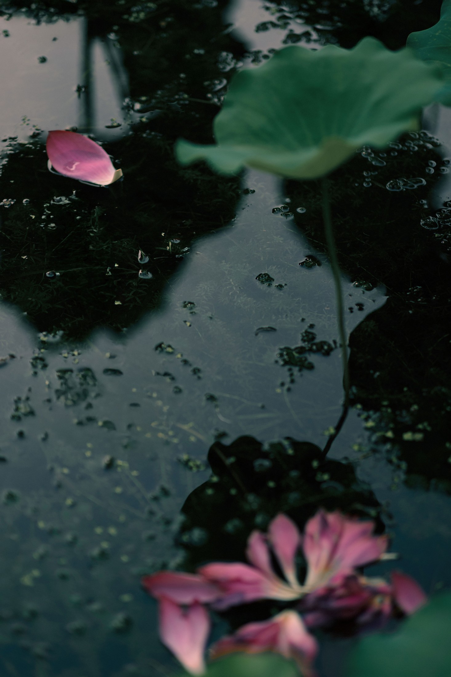  – 《留得残荷听雨声》[48P] 插图3