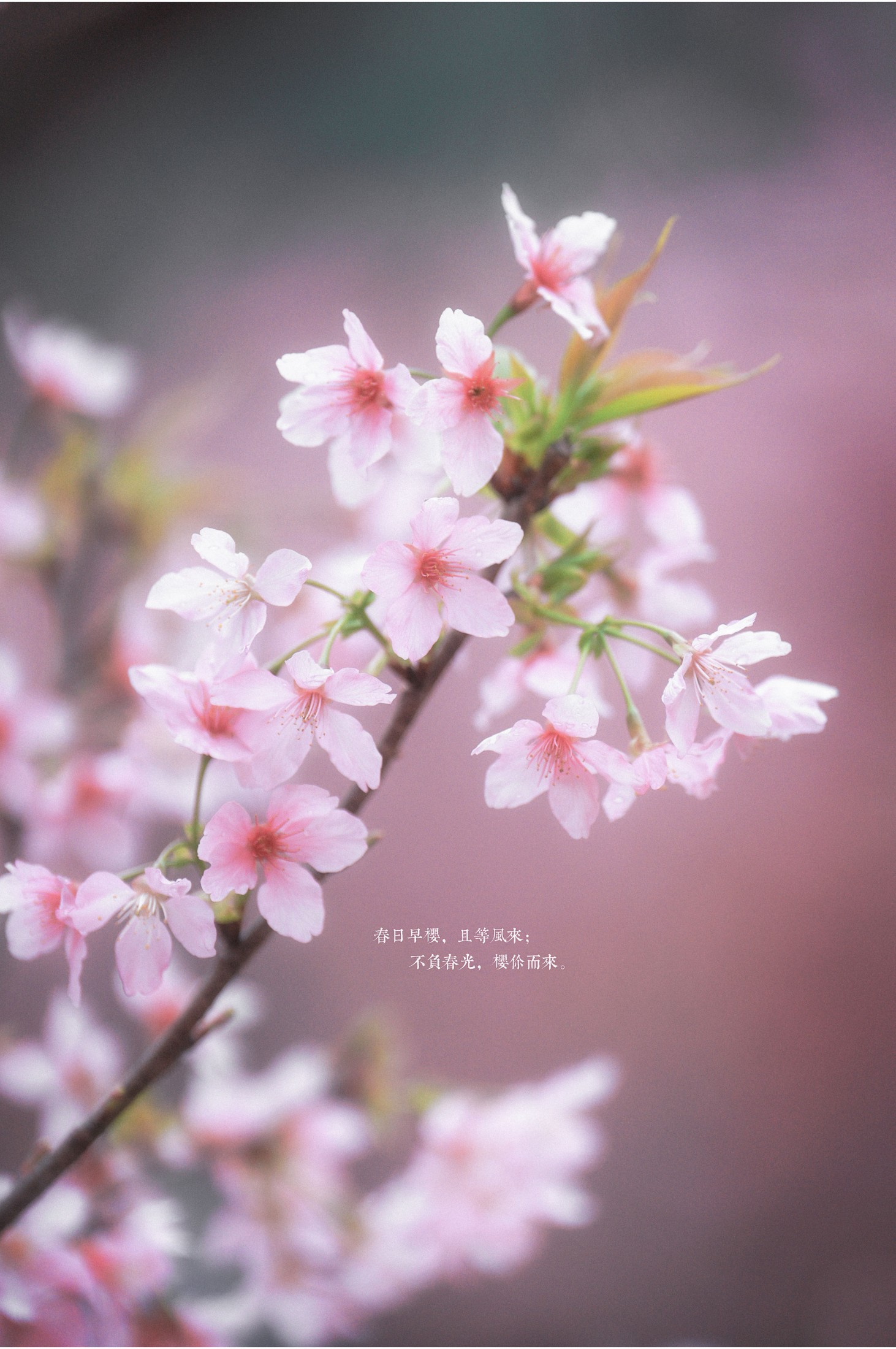 阿咩咩咩 – 《古风人像拍摄-樱花-陌上花开》[16P]