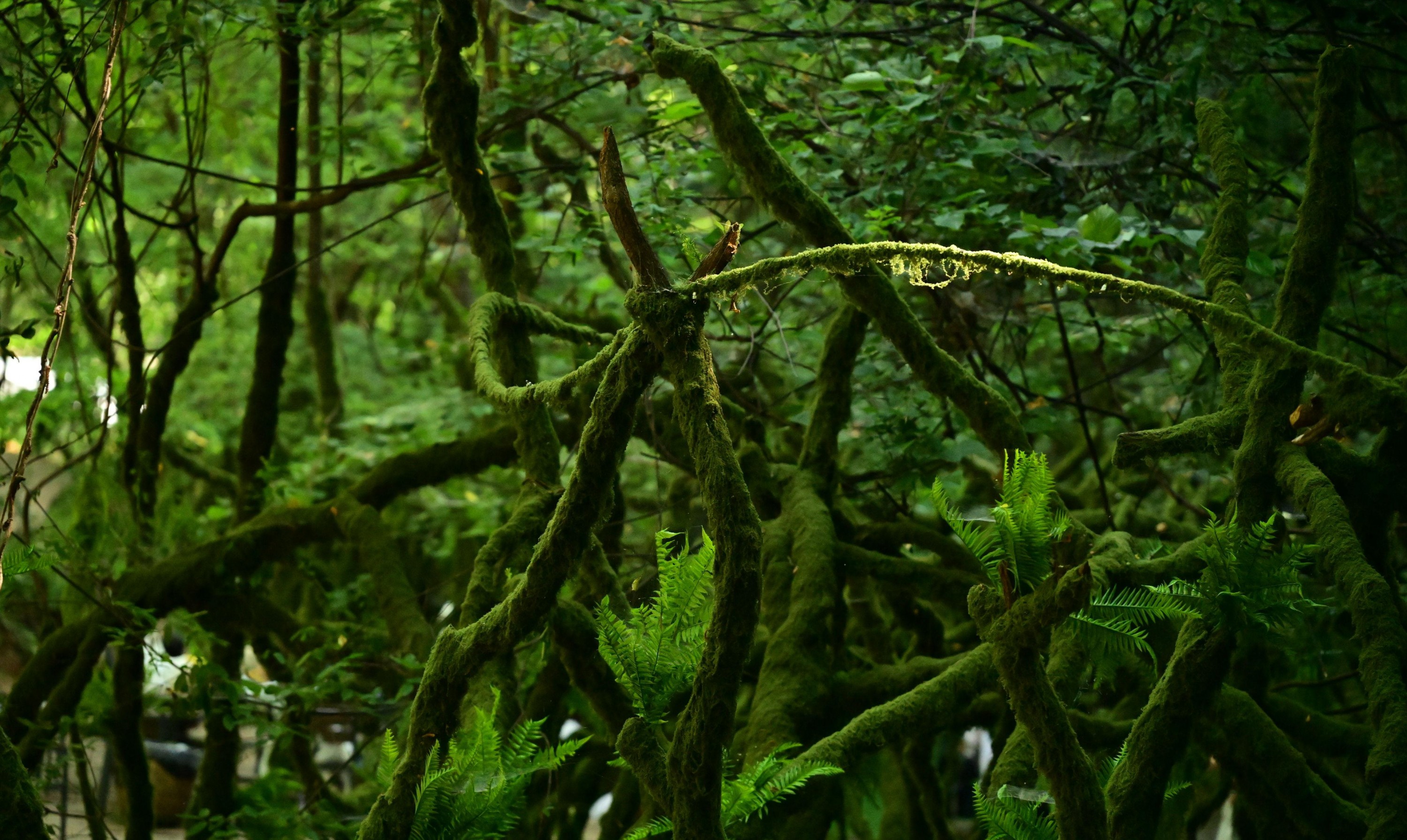 – 《绿意重渡沟》[10P]