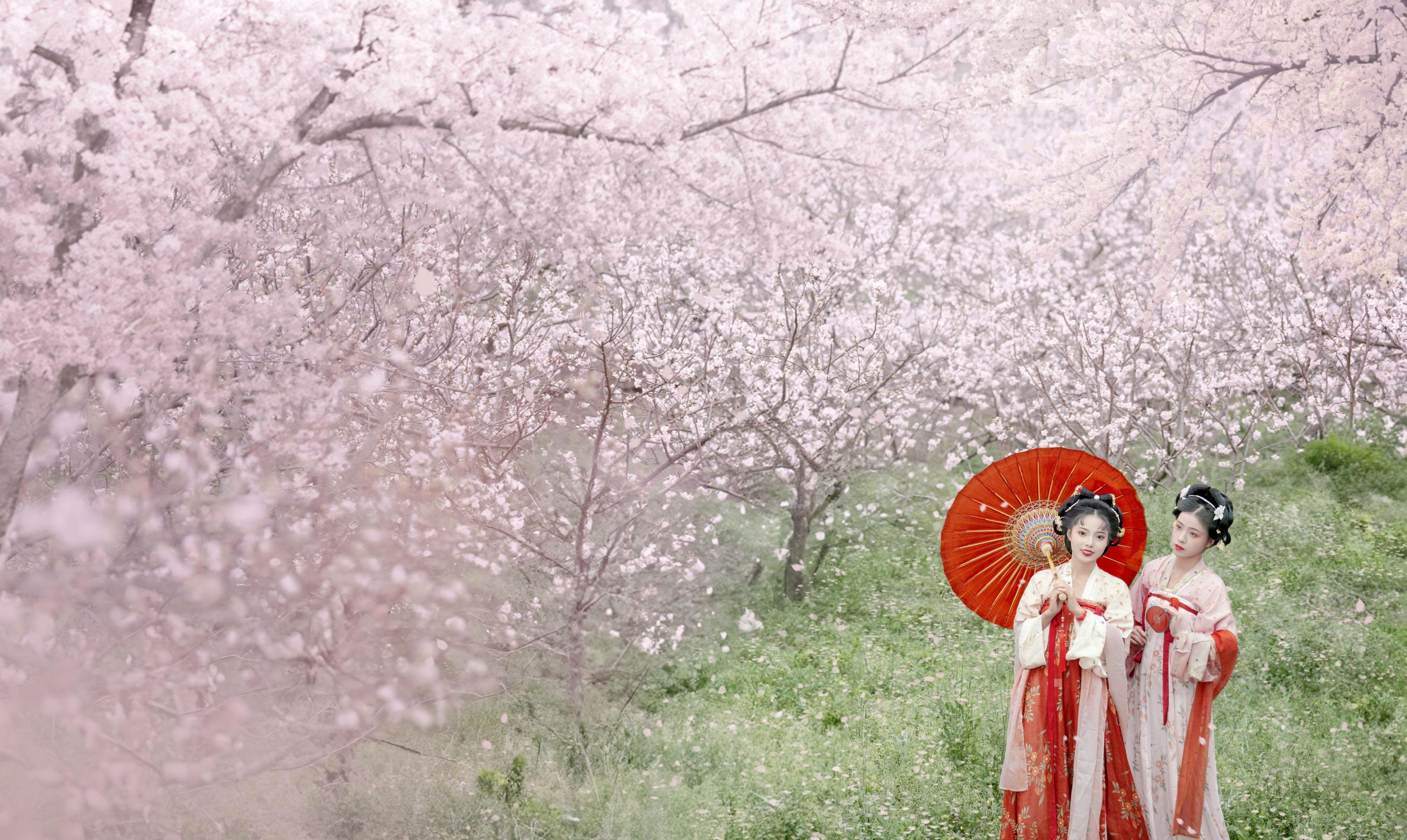 遥七不卖鸡毛菜 佳妃 – 《一朝春雨落·十里春花开》[9P]