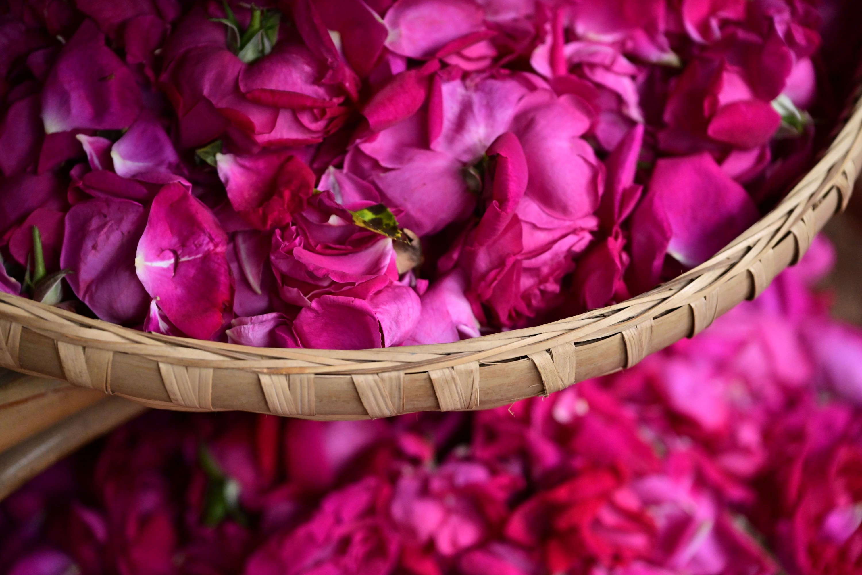  – 《鲜花饼店的玫瑰》[16P] 插图4