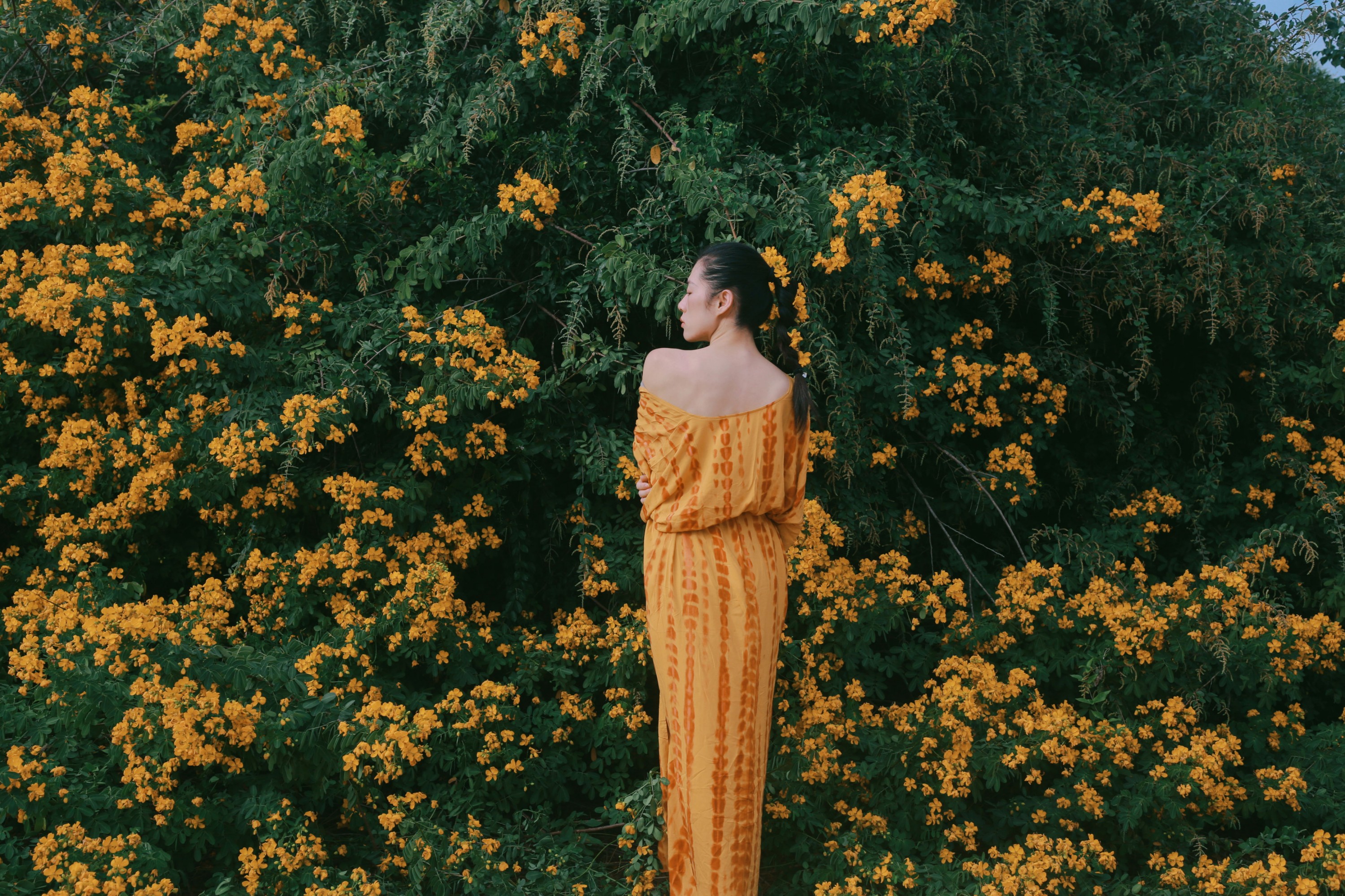 《满树黄花》[21P]