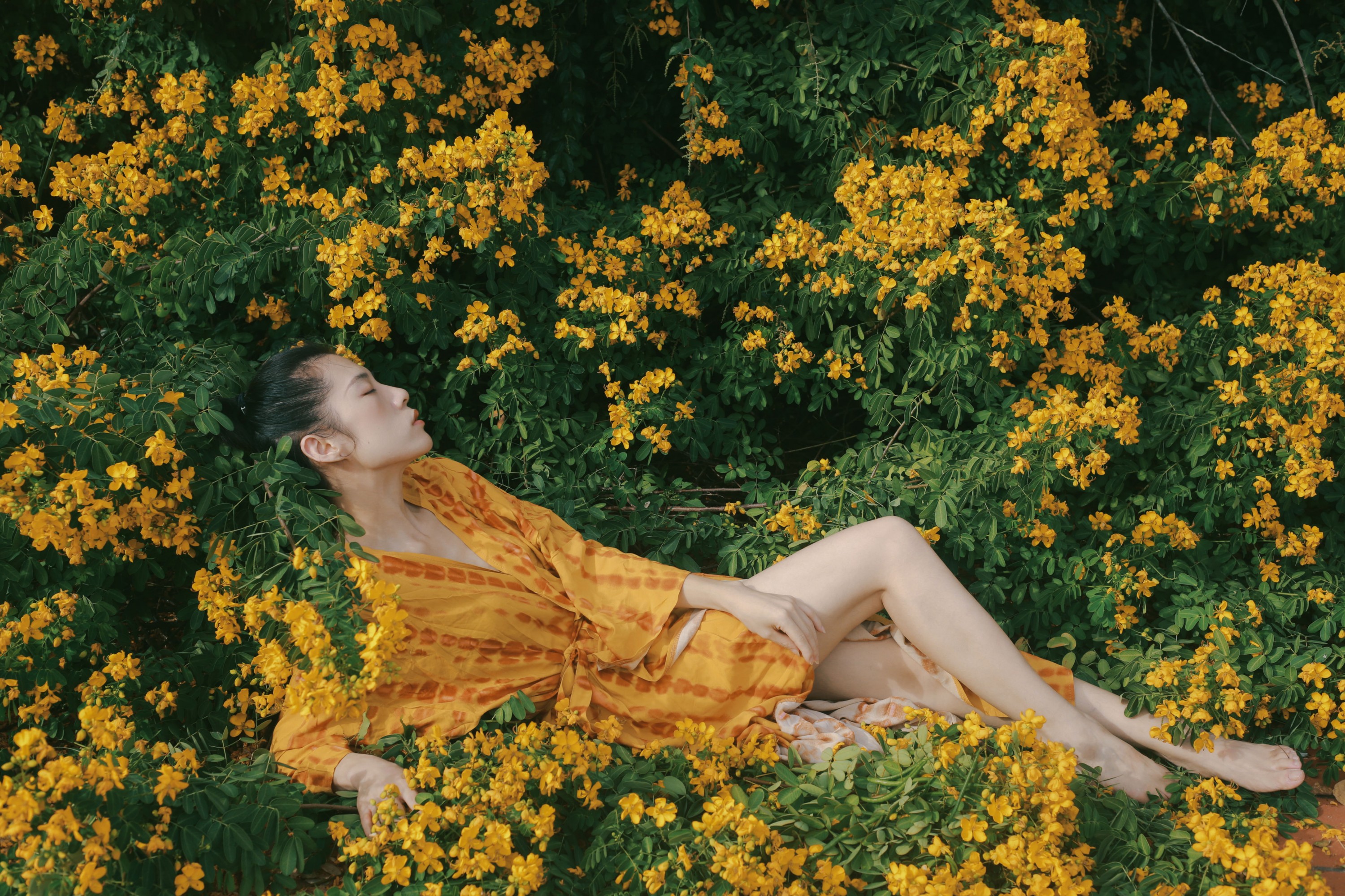 《满树黄花》[21P]