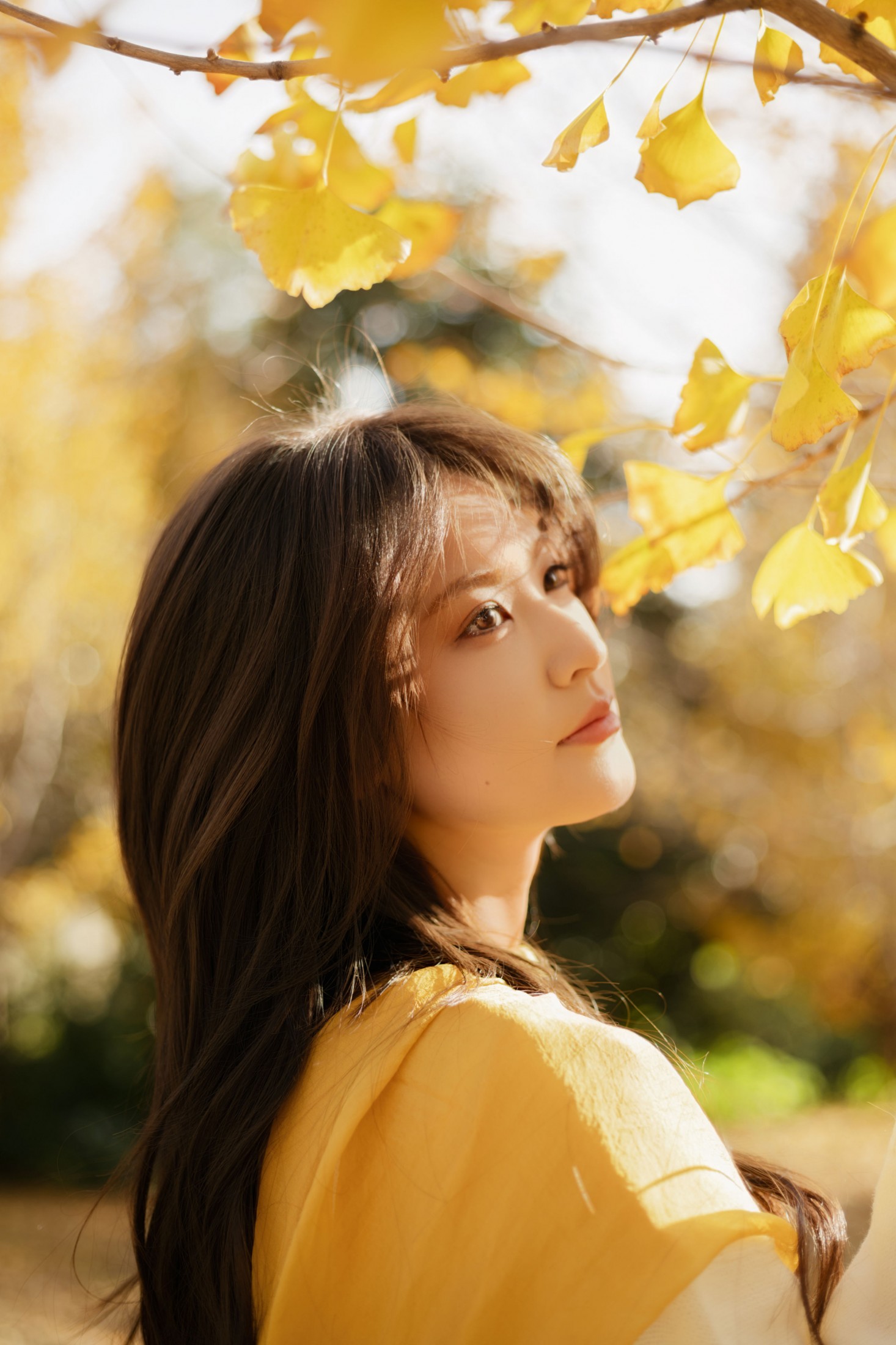 景猪 - 《金秋银杏》[35P]