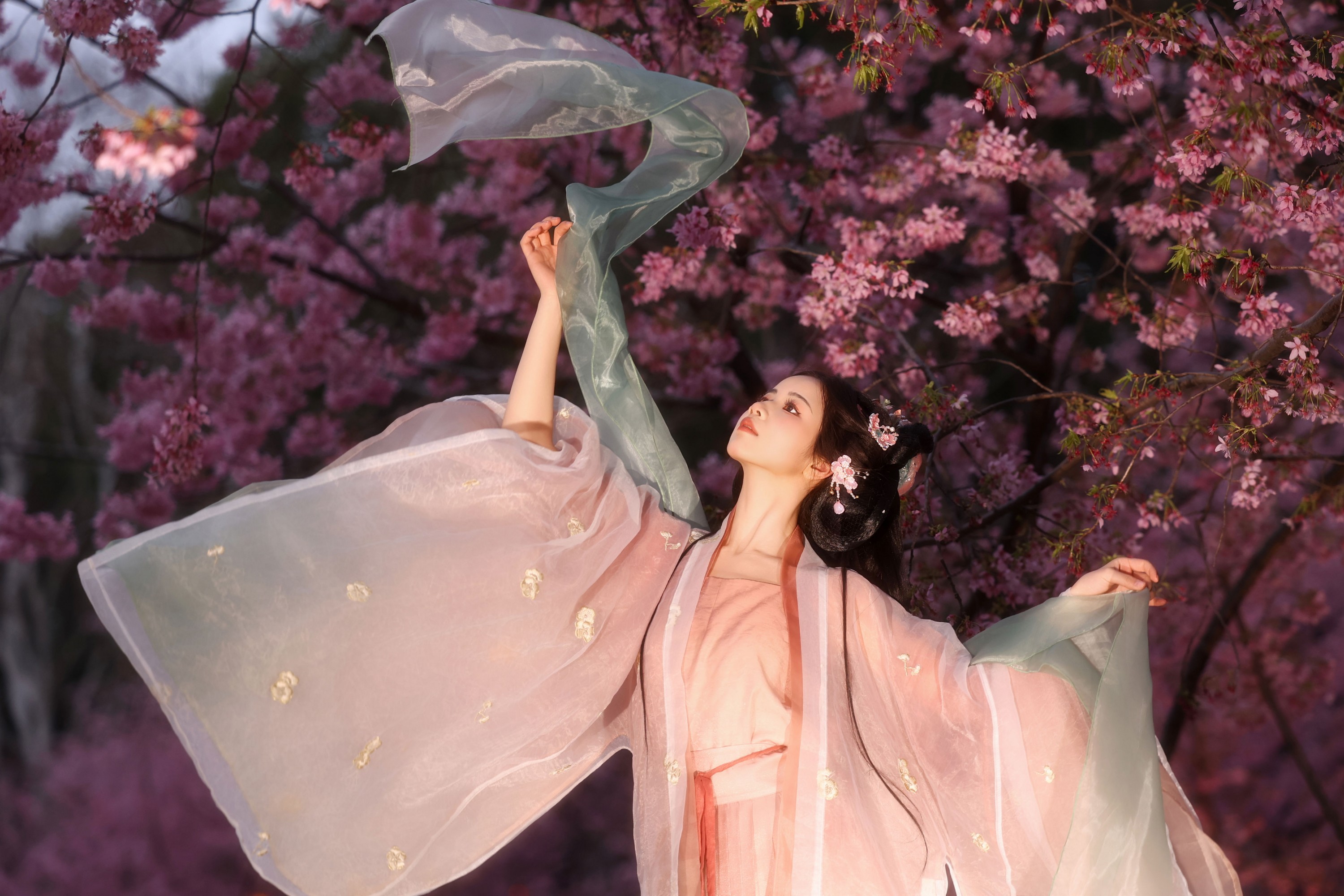 小杜同学 - 《夜樱语》[14P]