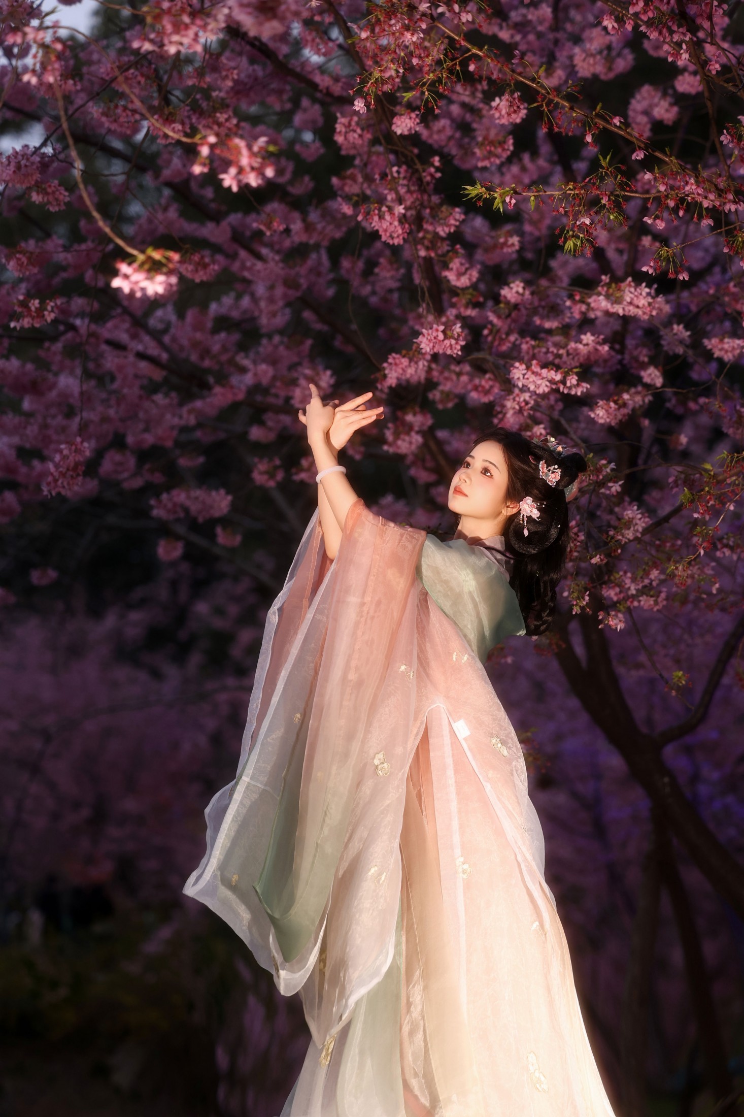 小杜同学 - 《夜樱语》[14P]