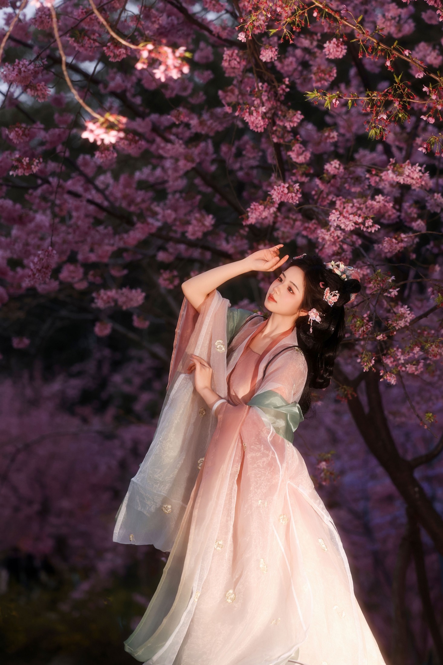 小杜同学 - 《夜樱语》[14P]