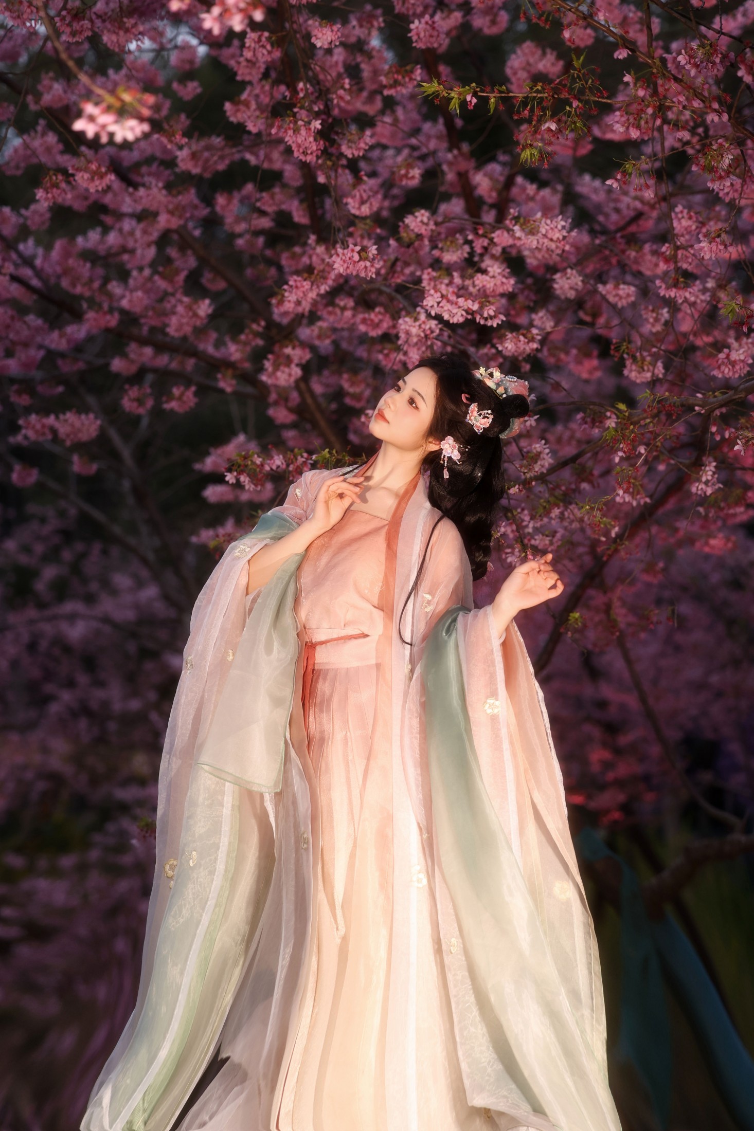 小杜同学 - 《夜樱语》[14P]