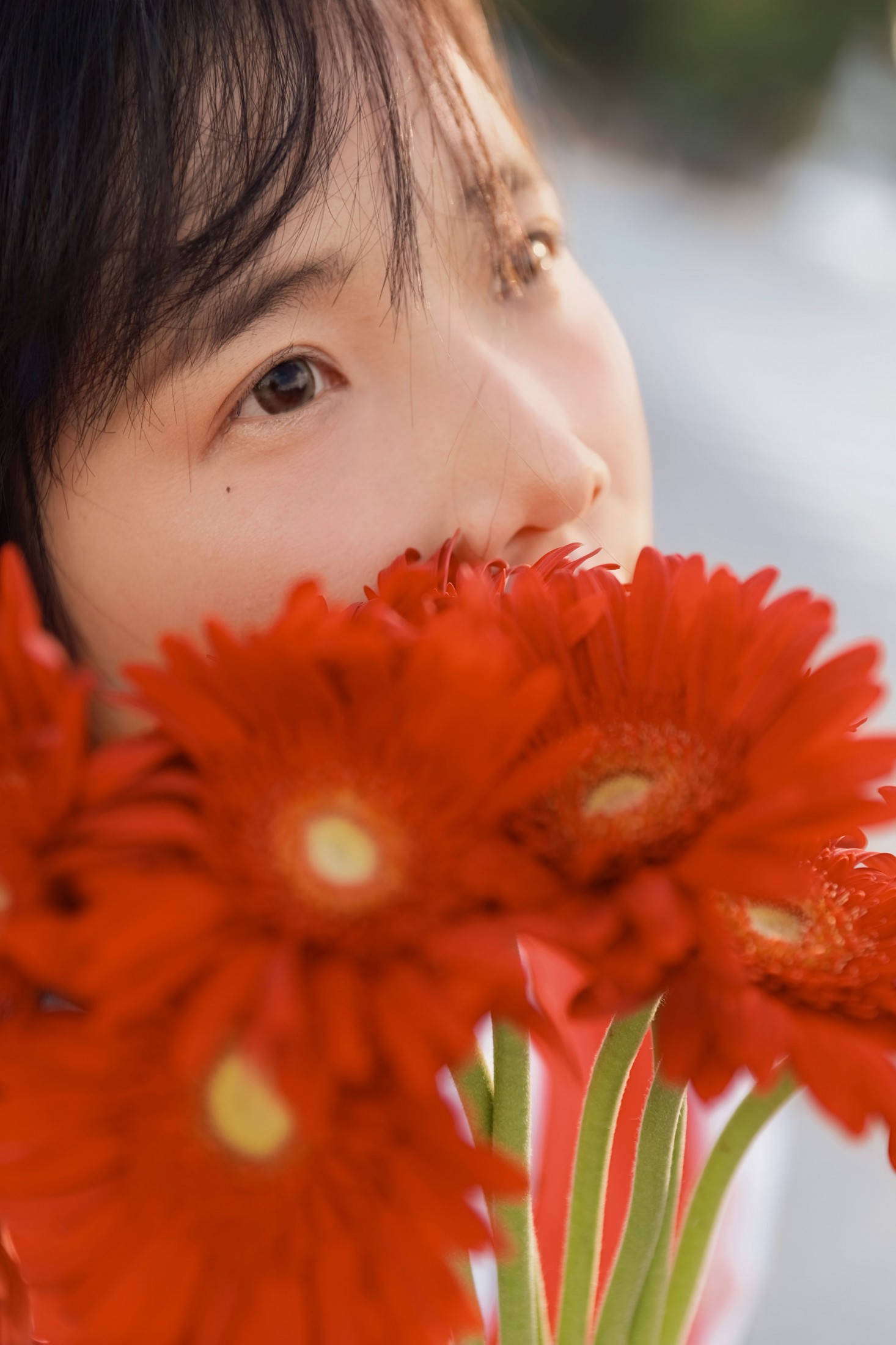 《非洲菊我热烈而平静》[15P]