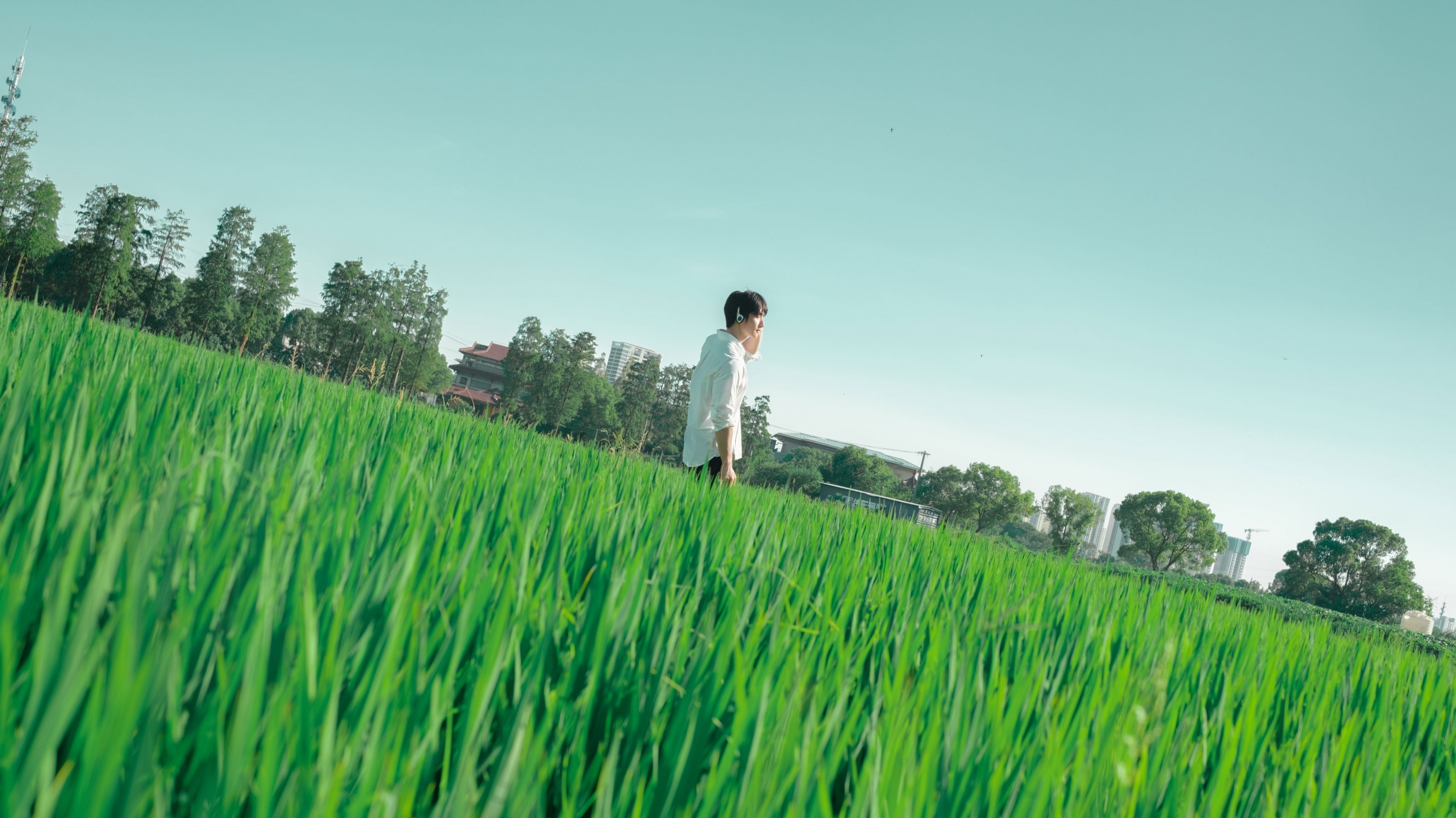 《水稻的田园写真》[20P]