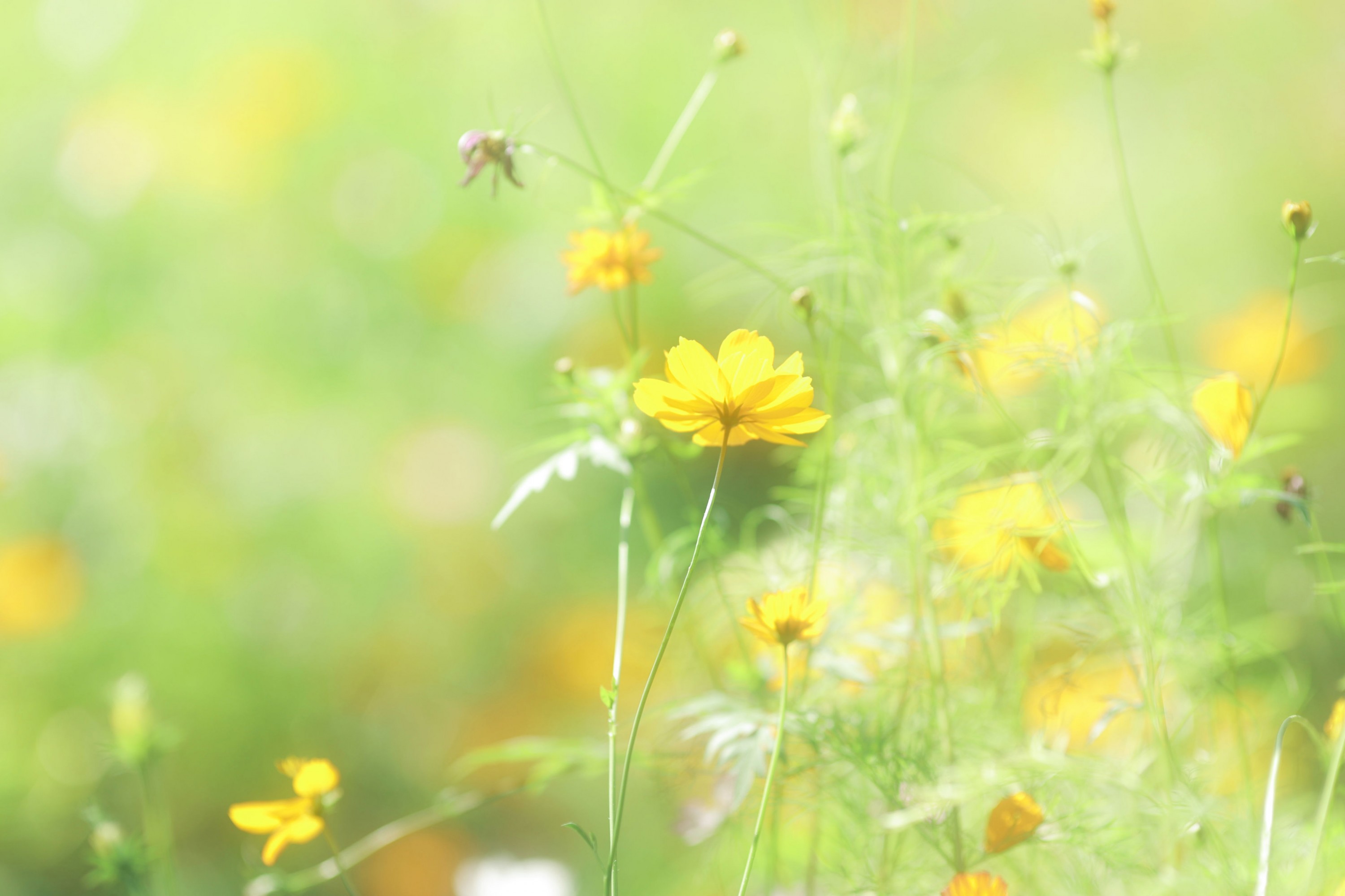 小8 - 《故事的小黄花》[18P]