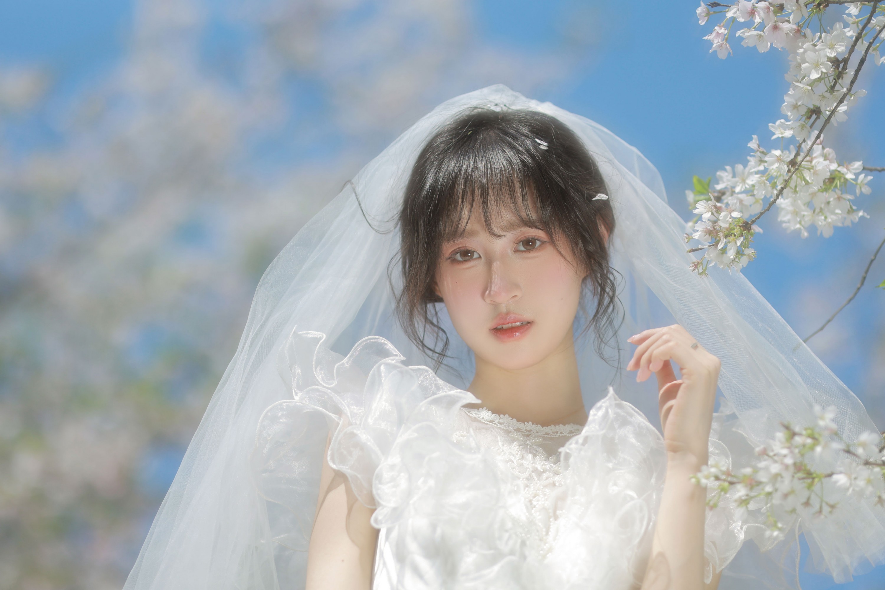 小庞 - 《白樱恋歌》[16P]