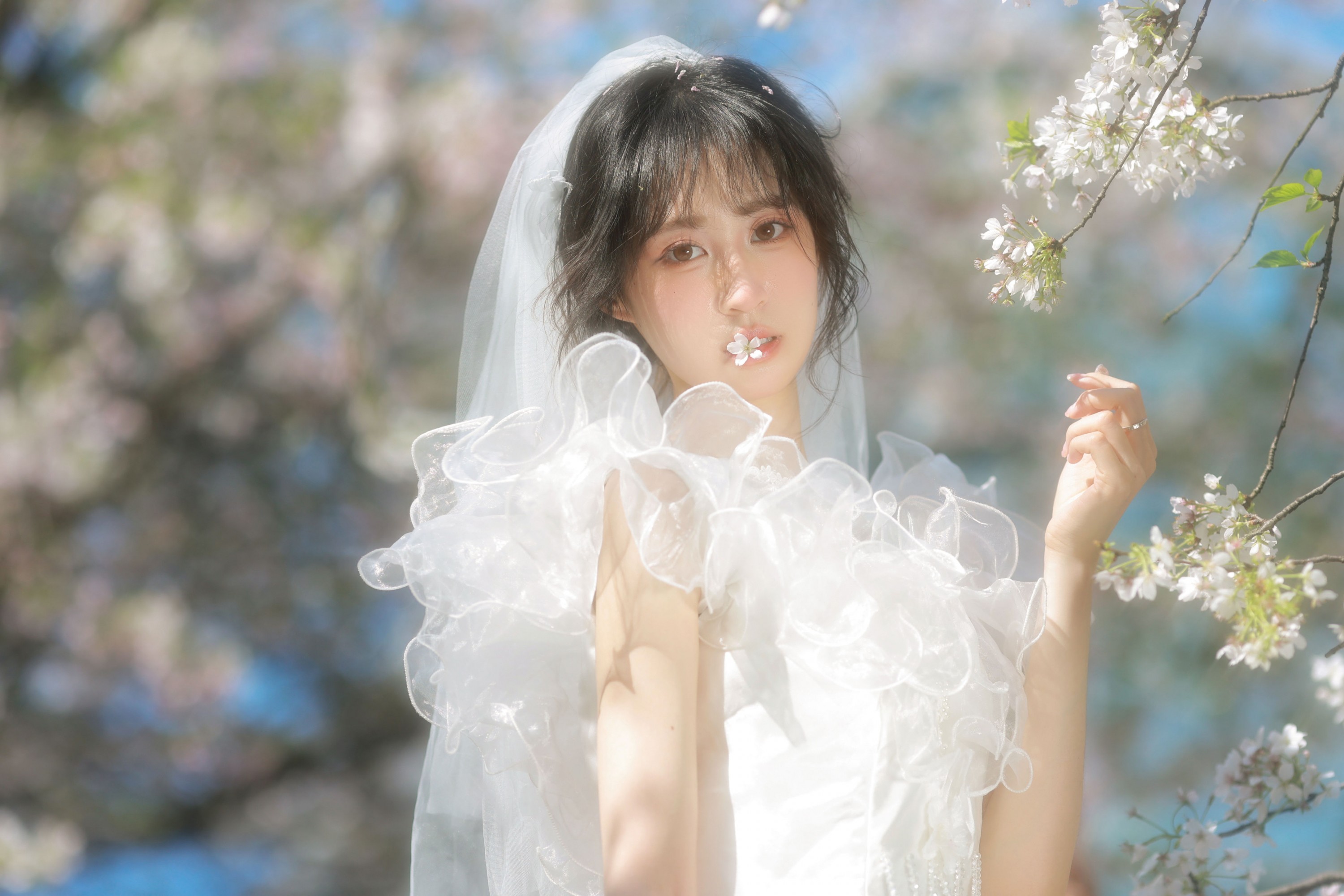 小庞 – 《白樱恋歌》[16P]