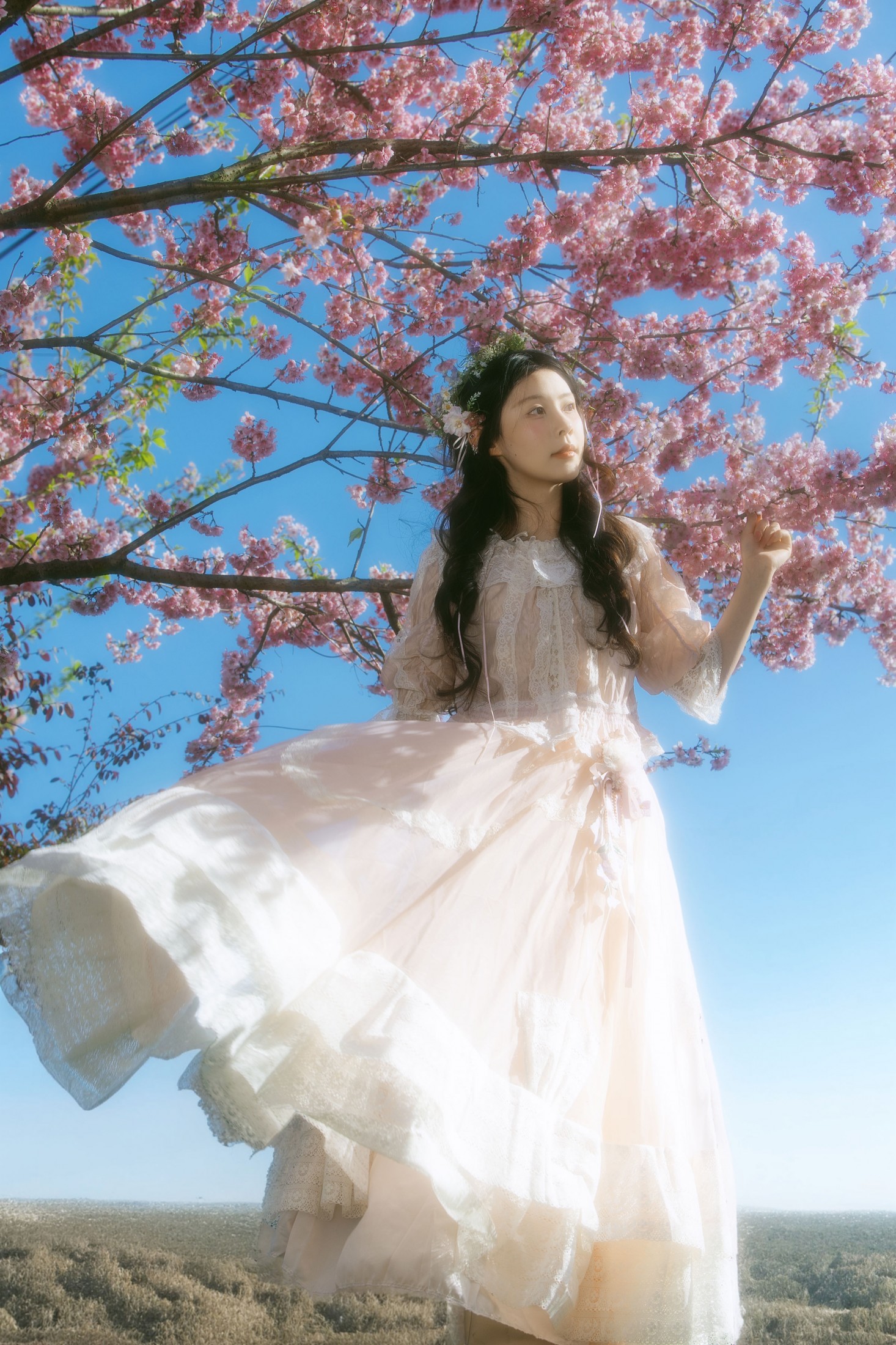 露丝 - 《春樱》[24P]