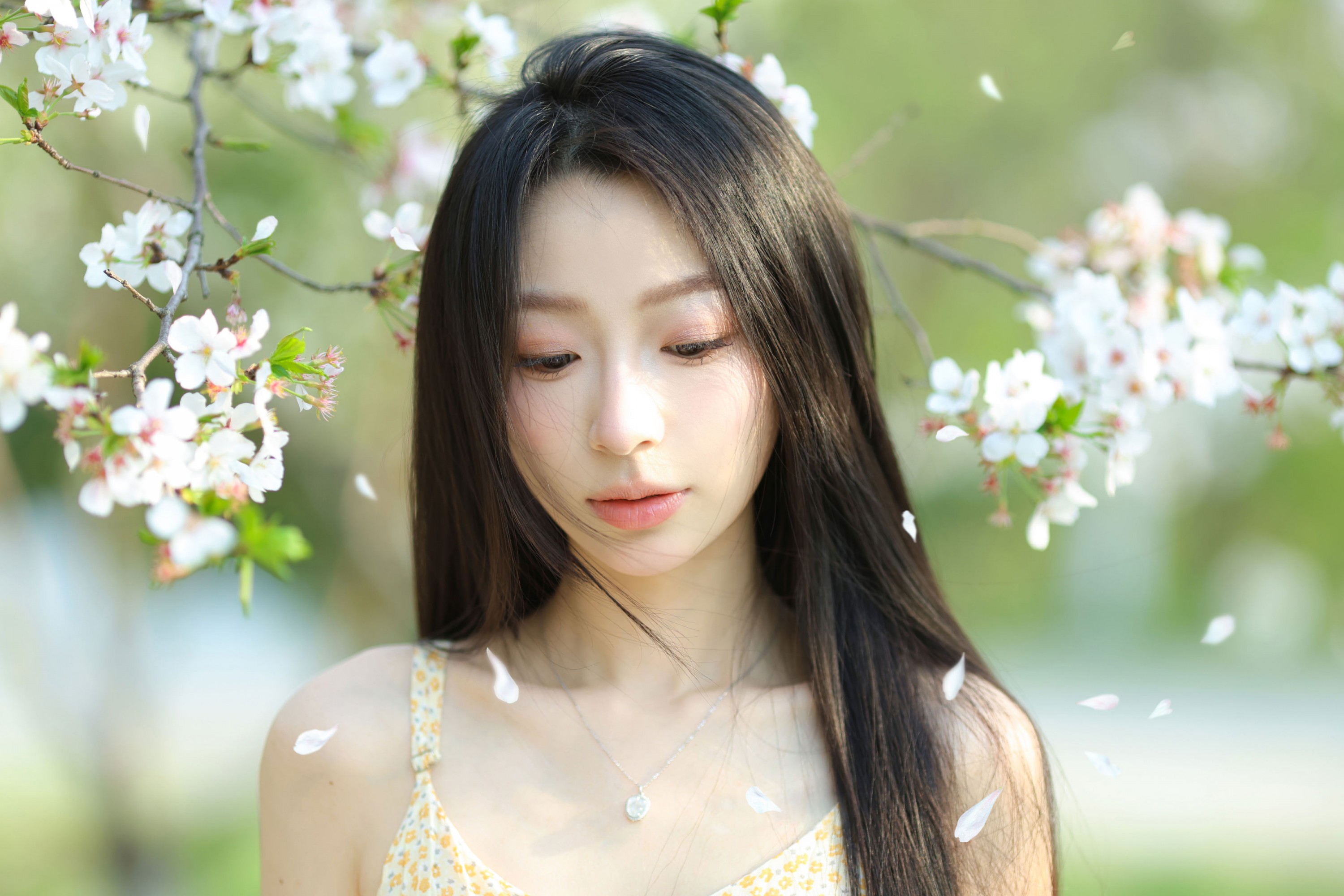 小吕板板 - 《樱花树下》[14P]