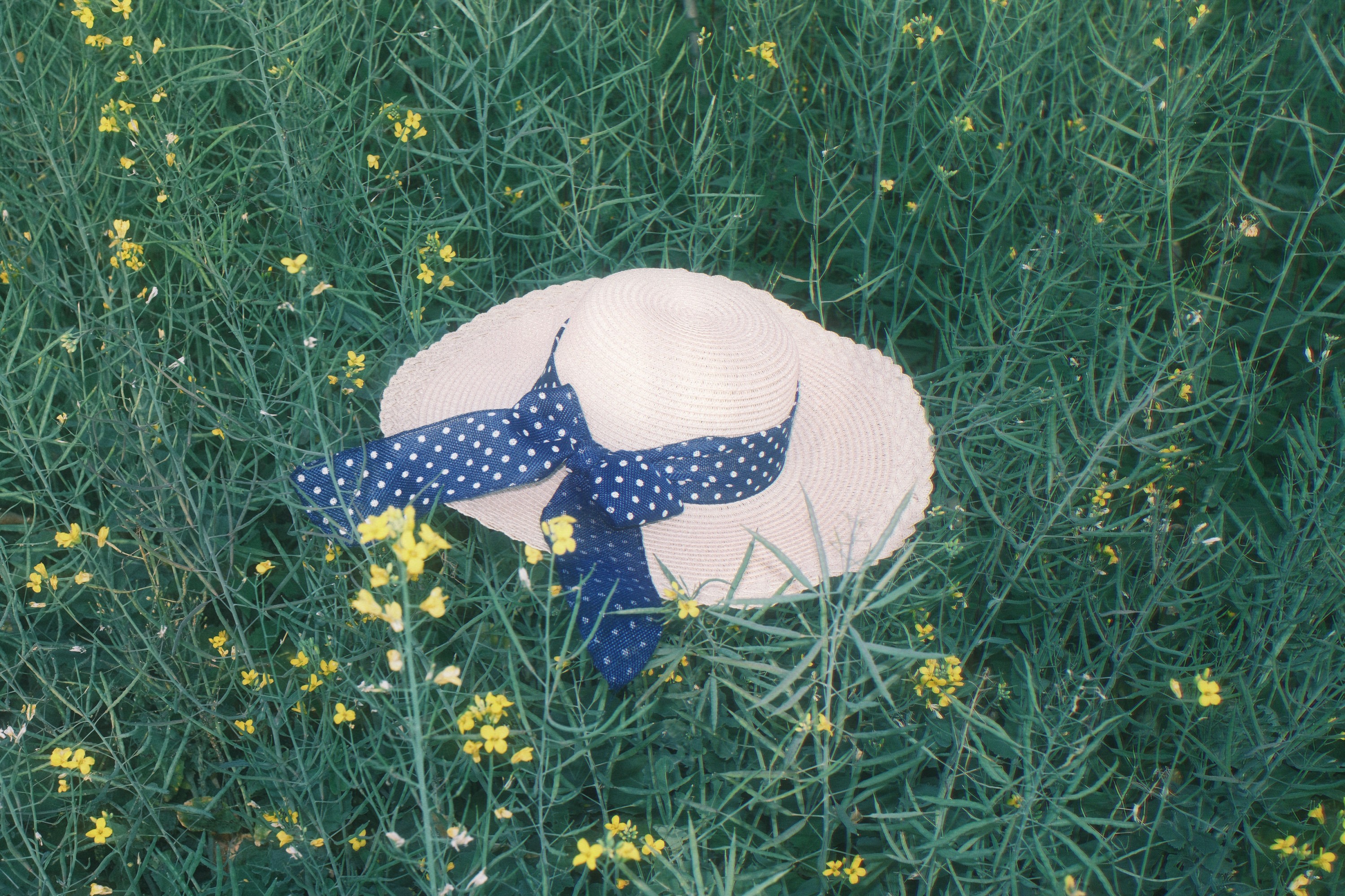 《春日油菜花》[11P]