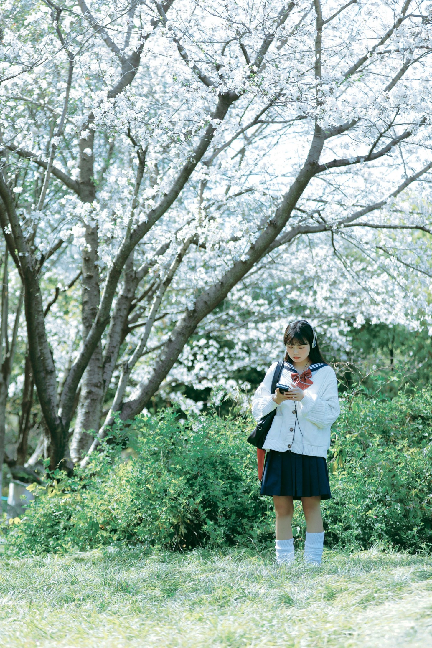 萌三碎 – 《白樱少女》[12P]