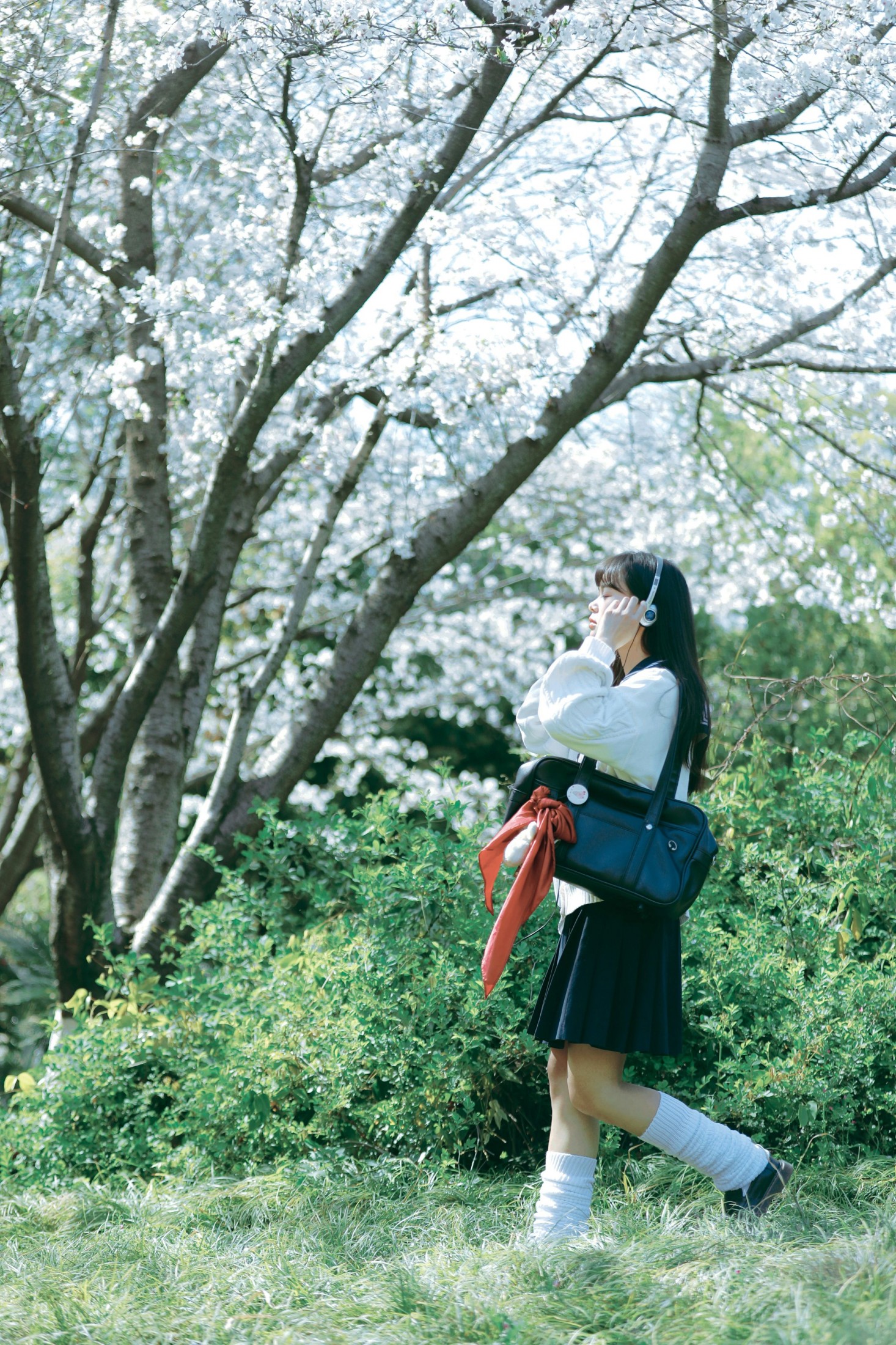 萌三碎 - 《白樱少女》[12P]