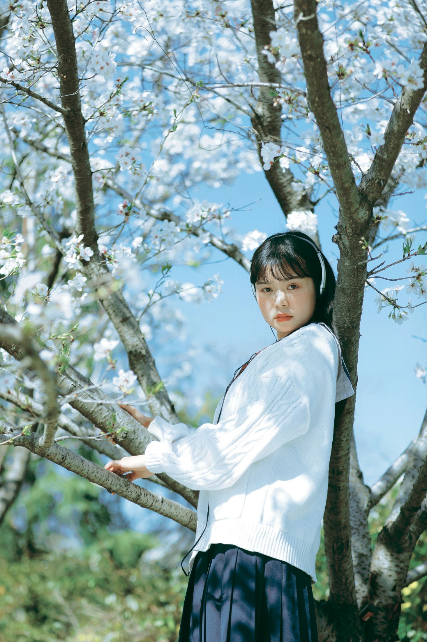 萌三碎 - 《白樱少女》[12P]